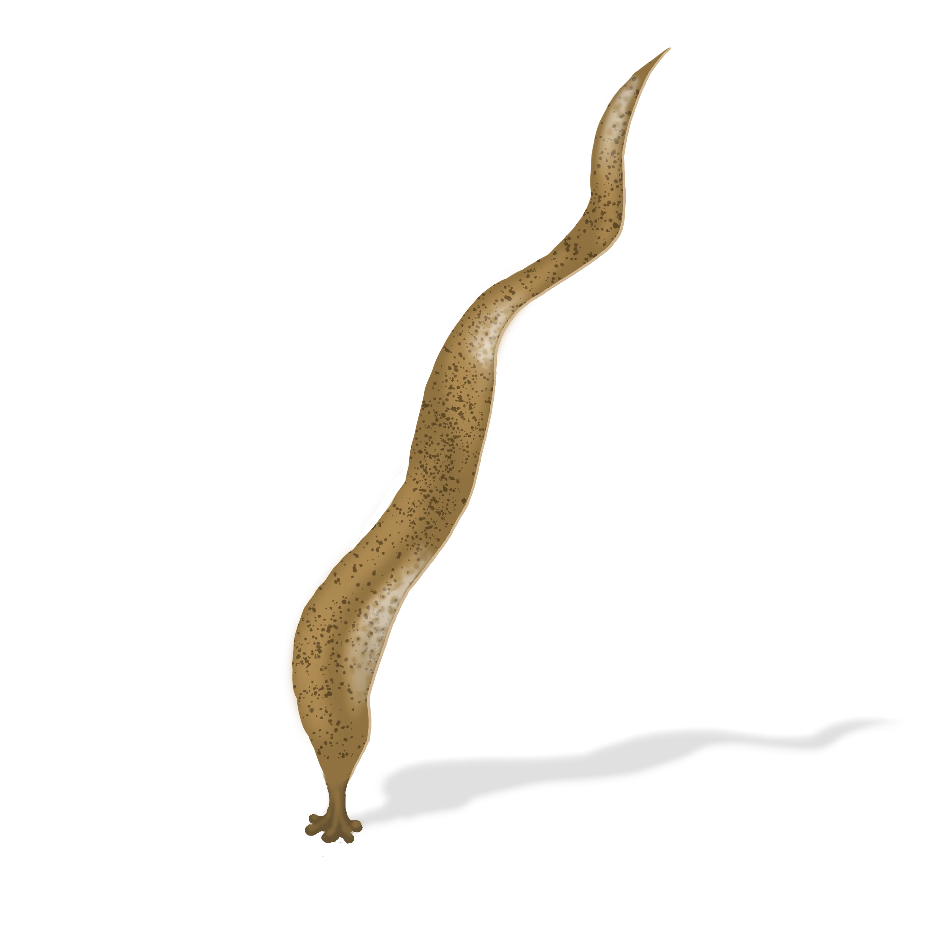 Colour illustration of a saccorhiza dermatodea.