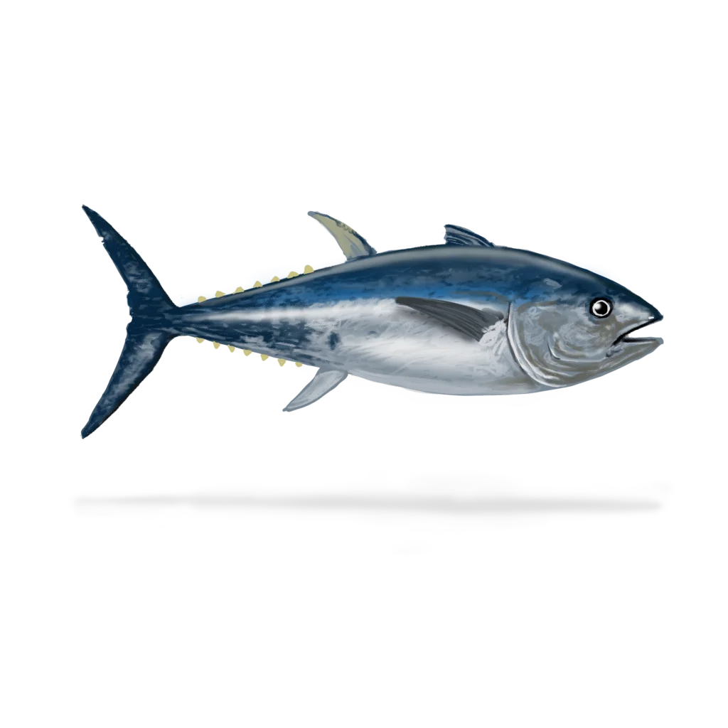 Colour illustration of an Atlantic bluefin tuna.