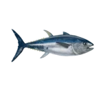 Colour illustration of an Atlantic bluefin tuna.