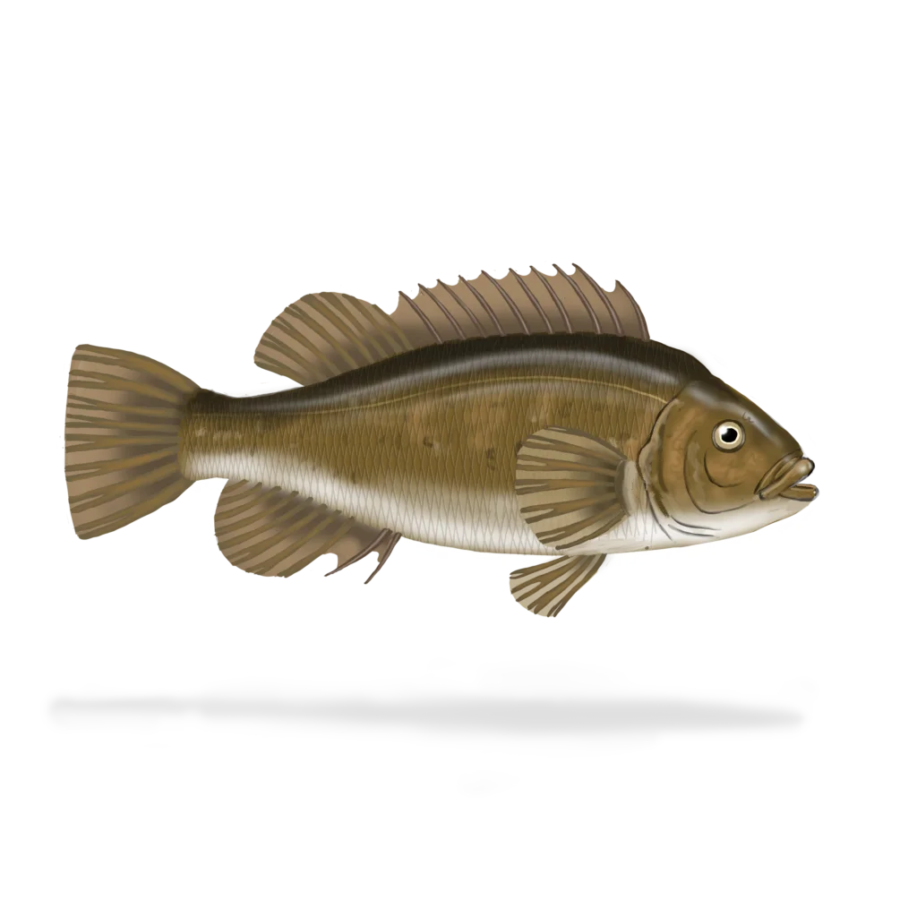 Colour illustration of a cunner.