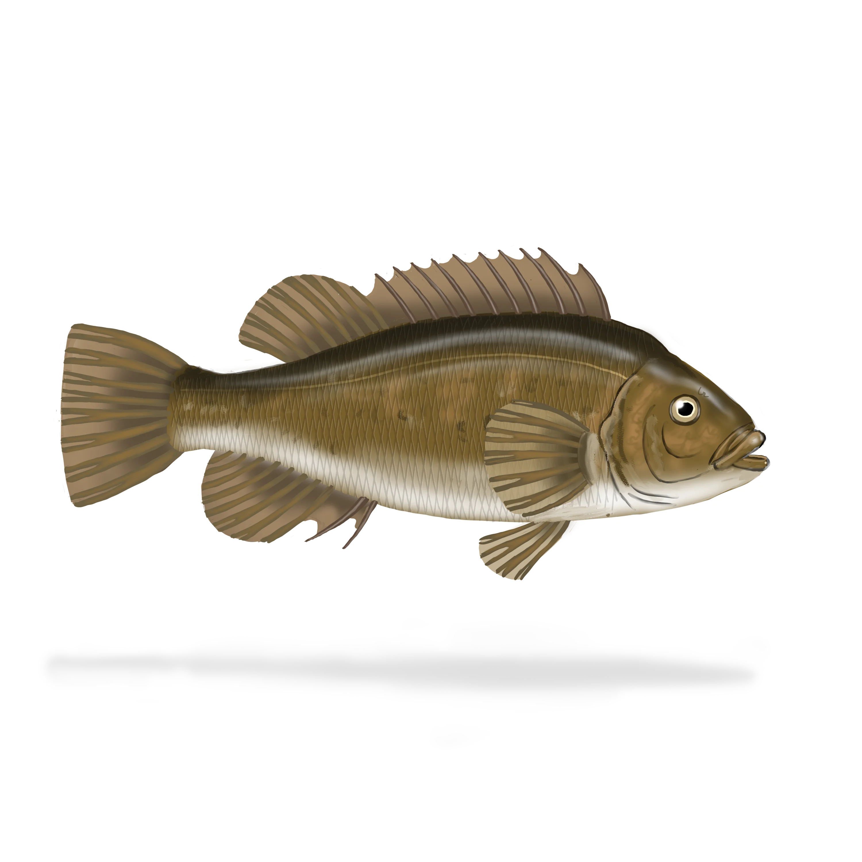 Colour illustration of a cunner.