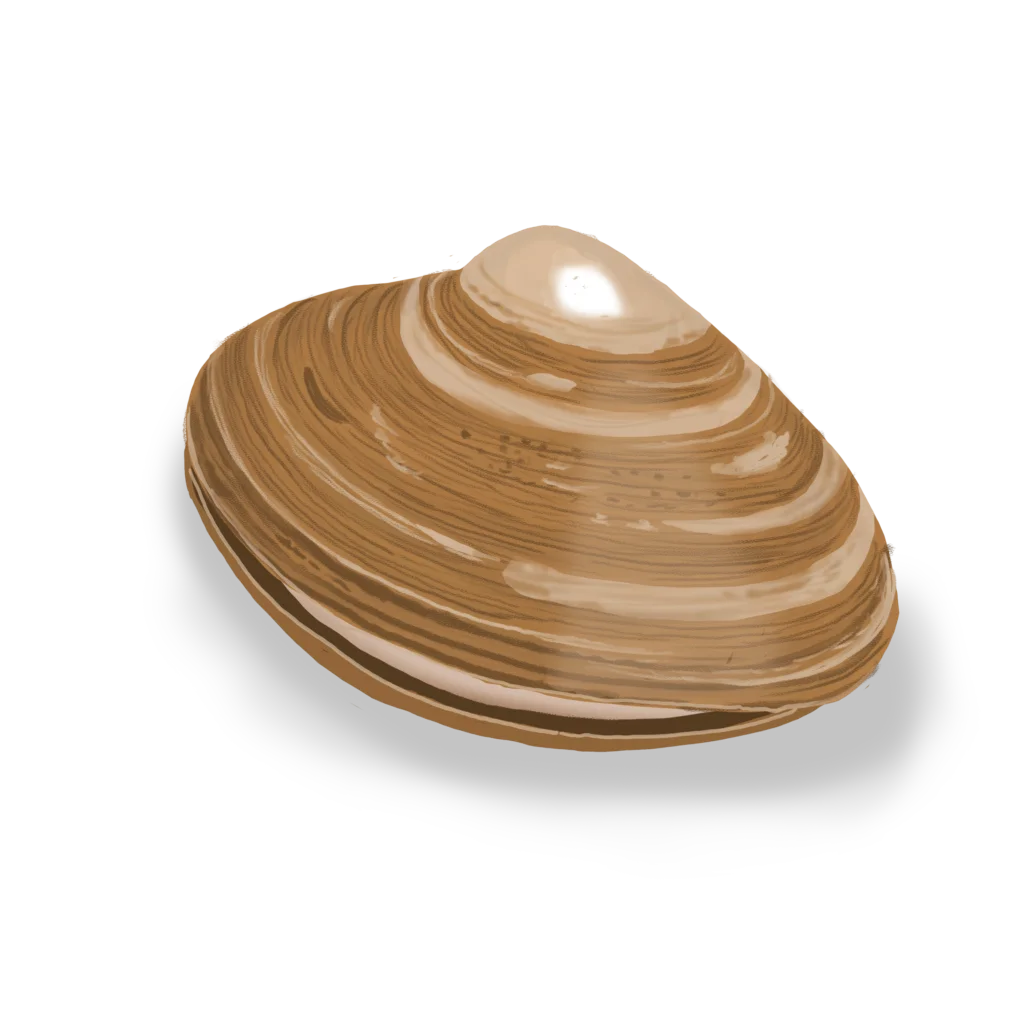 Colour illustration of an Atlantic surf clam.