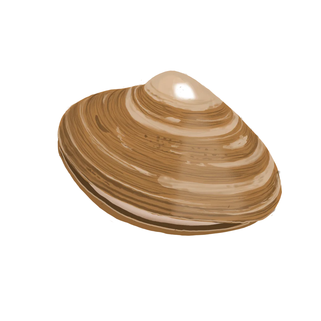 Colour illustration of an Atlantic surf clam.