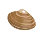 Colour illustration of an Atlantic surf clam.