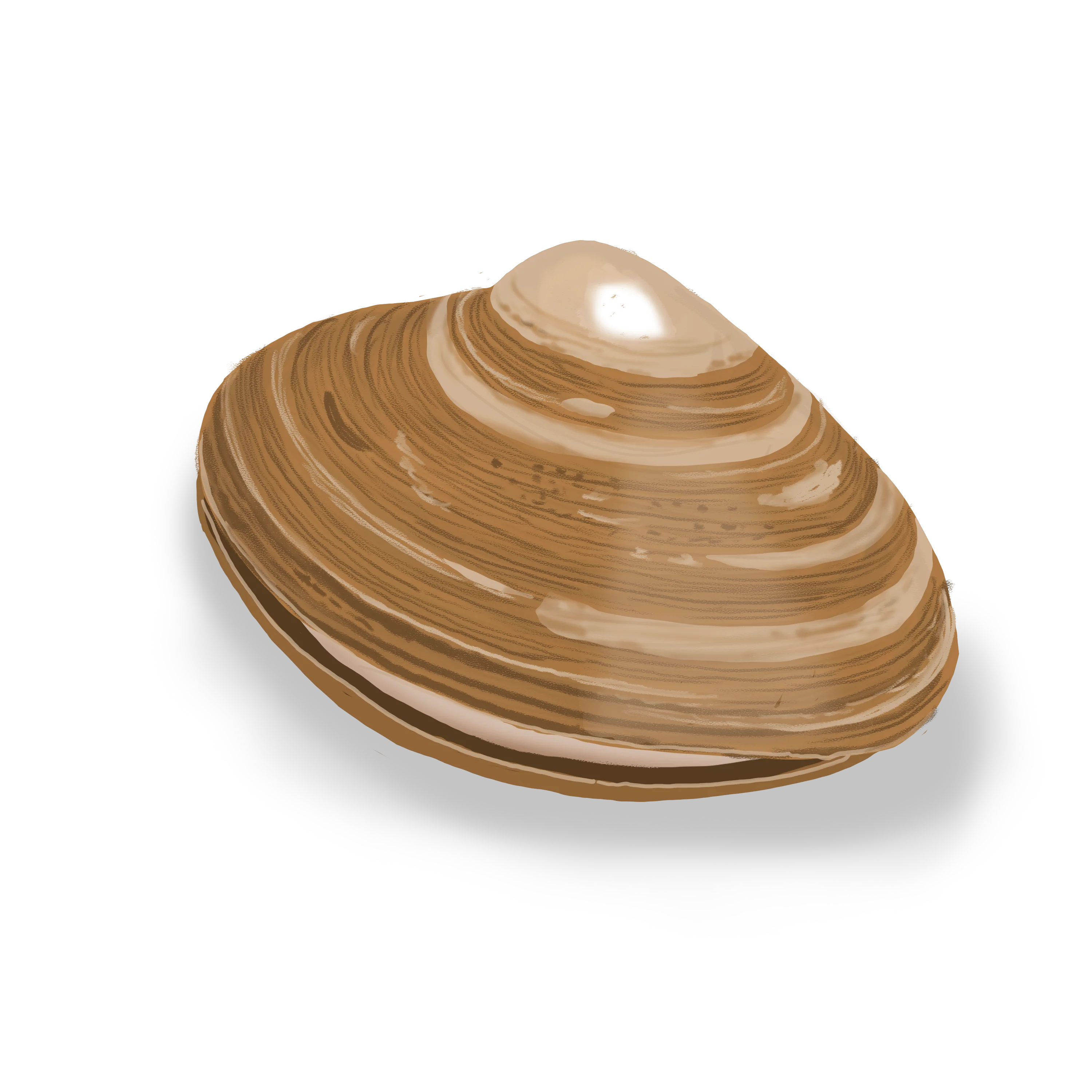Colour illustration of an Atlantic surf clam.