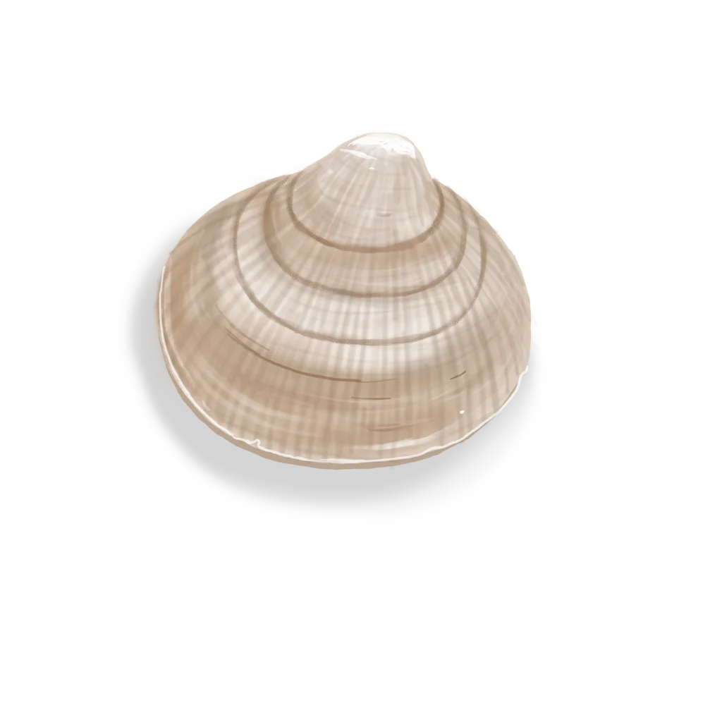 Colour illustration of a Greenland cockle.
