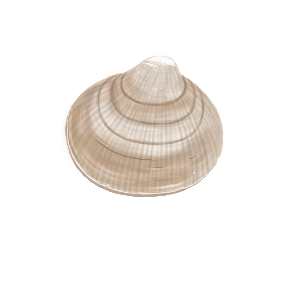Colour illustration of a Greenland cockle.