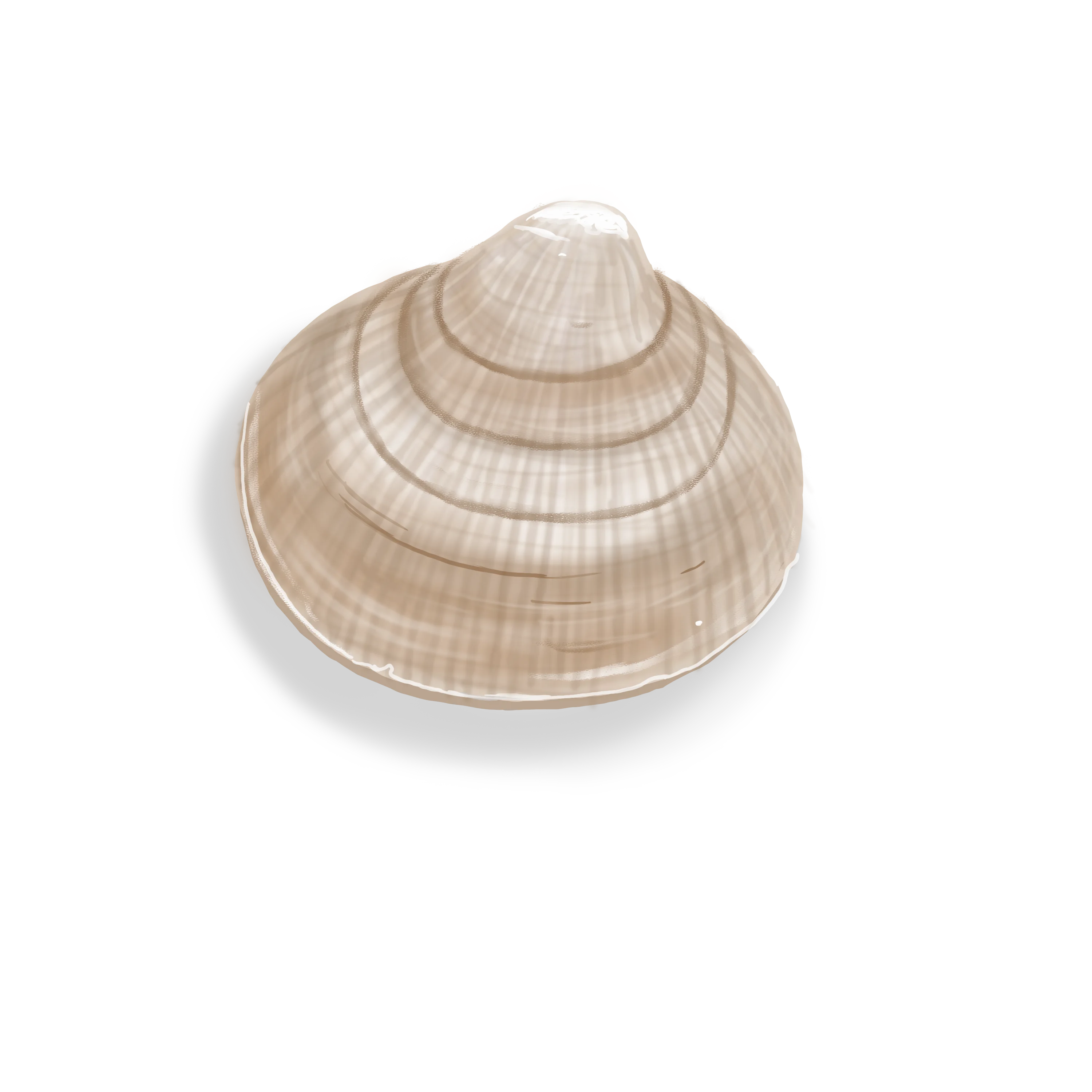 Colour illustration of a Greenland cockle.