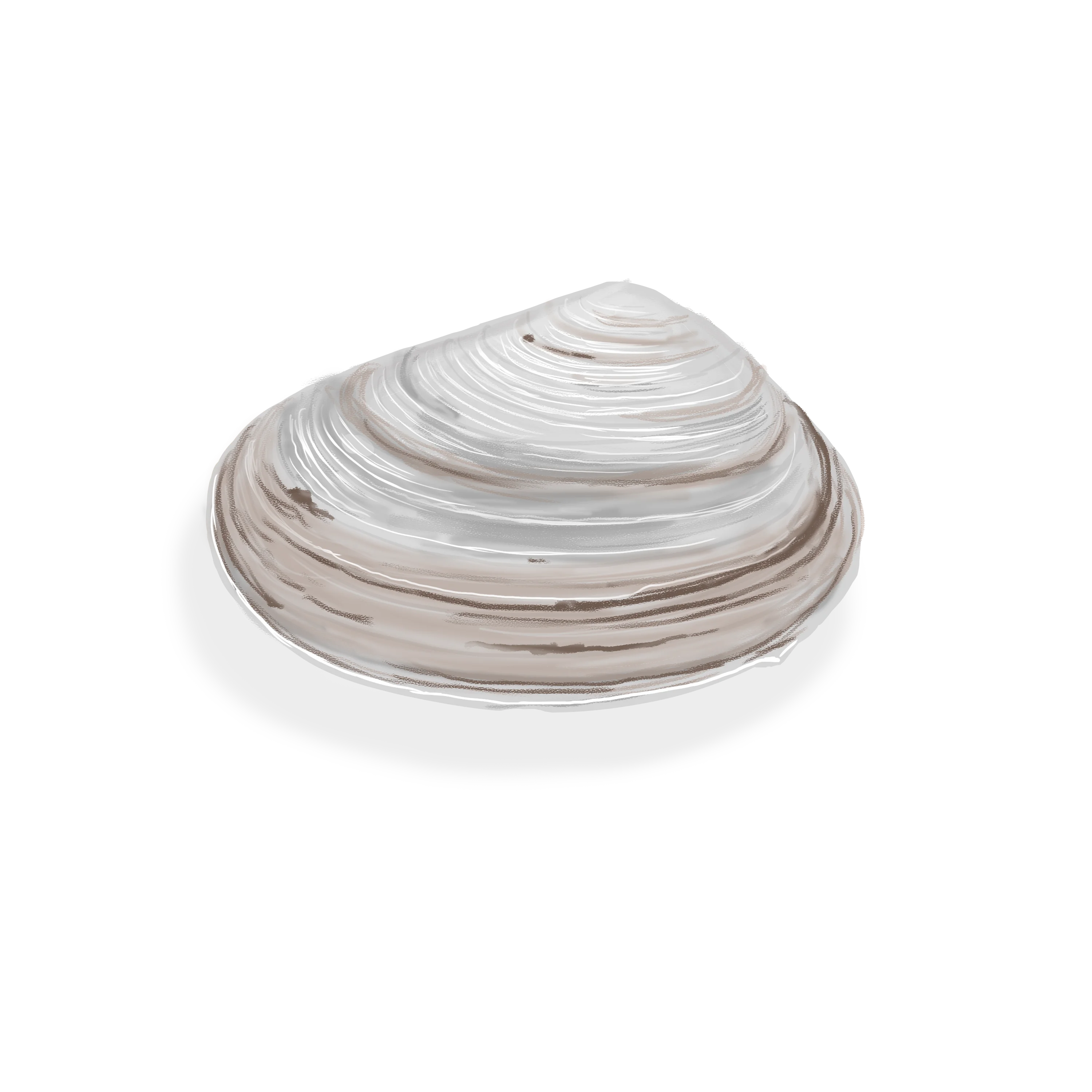 Illustration couleur d'une clovisse arctique.