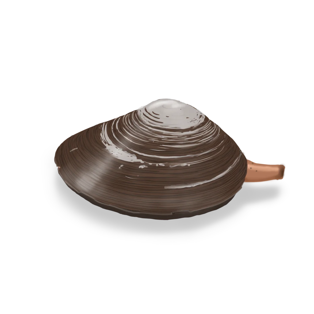 Colour illustration of a Stimpson's surf clam.