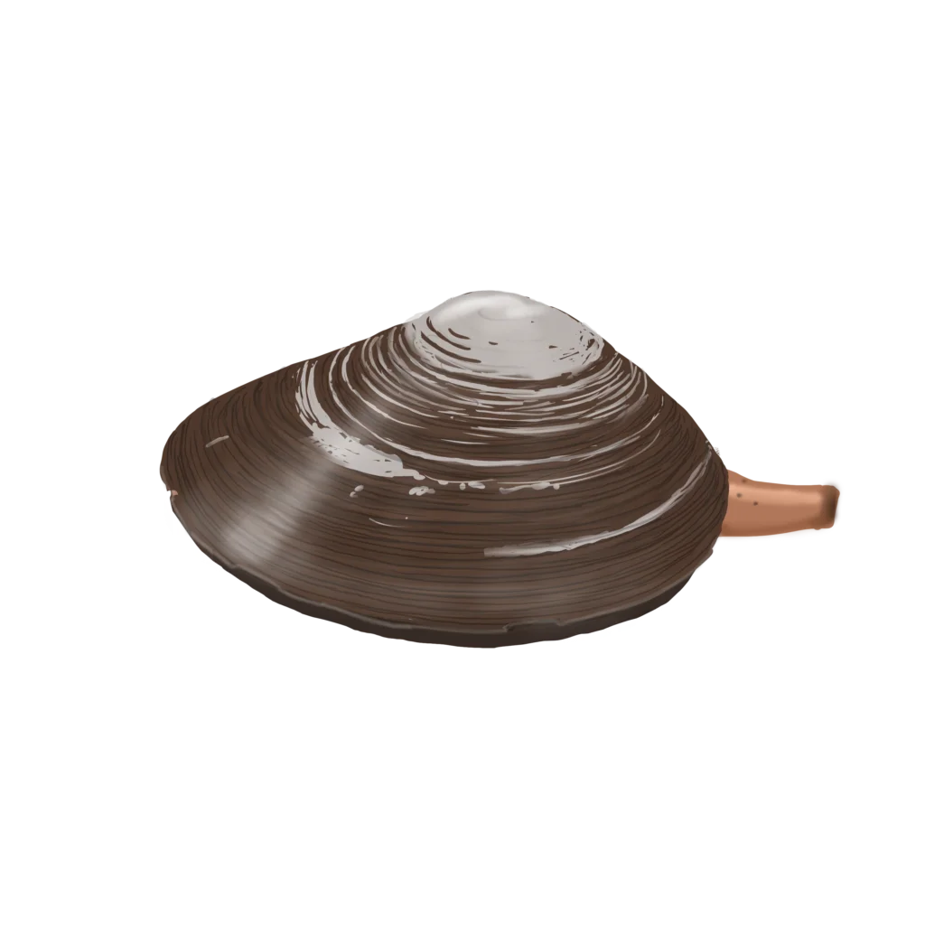 Colour illustration of a Stimpson's surf clam.