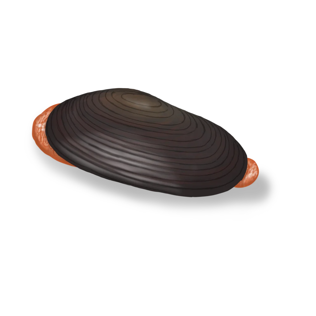 Colour illustration of a Northern propellerclam.