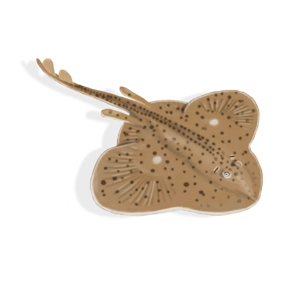 Colour illustration of a winter skate.
