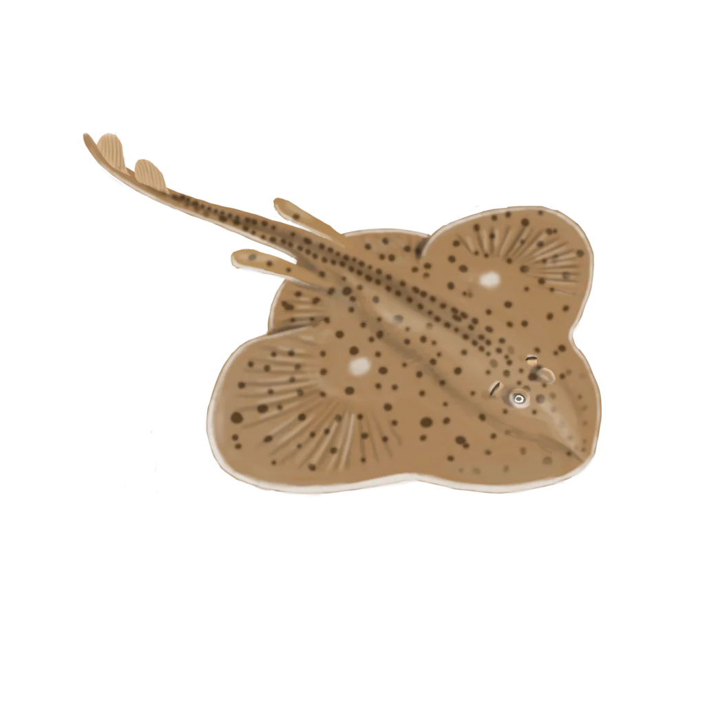 Colour illustration of a winter skate.