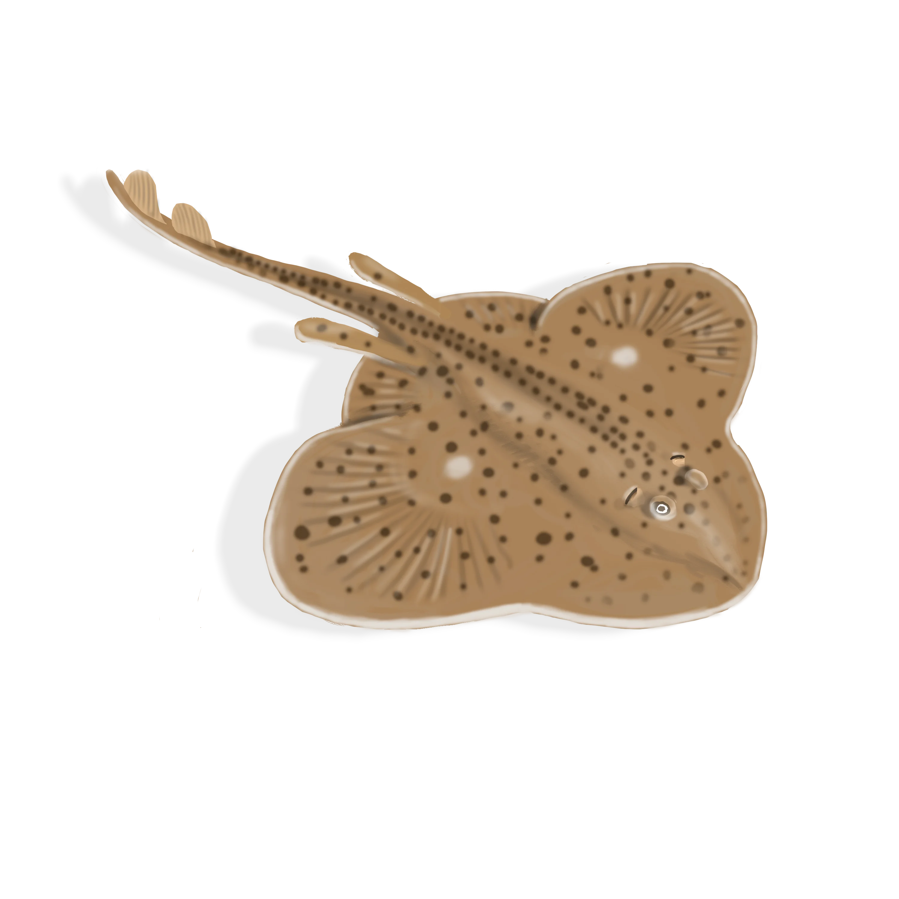 Colour illustration of a winter skate.