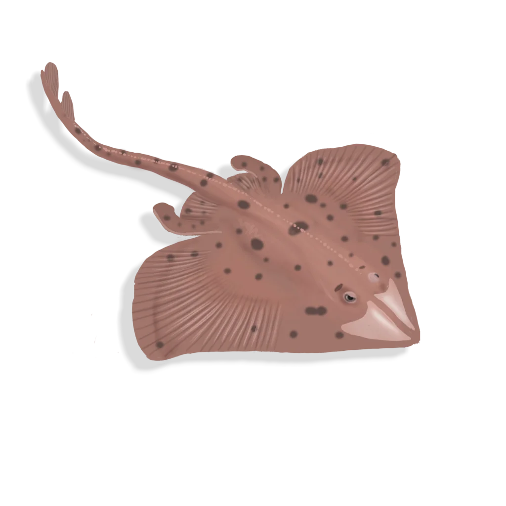 Colour illustration of a smooth skate.
