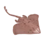 Colour illustration of a smooth skate.
