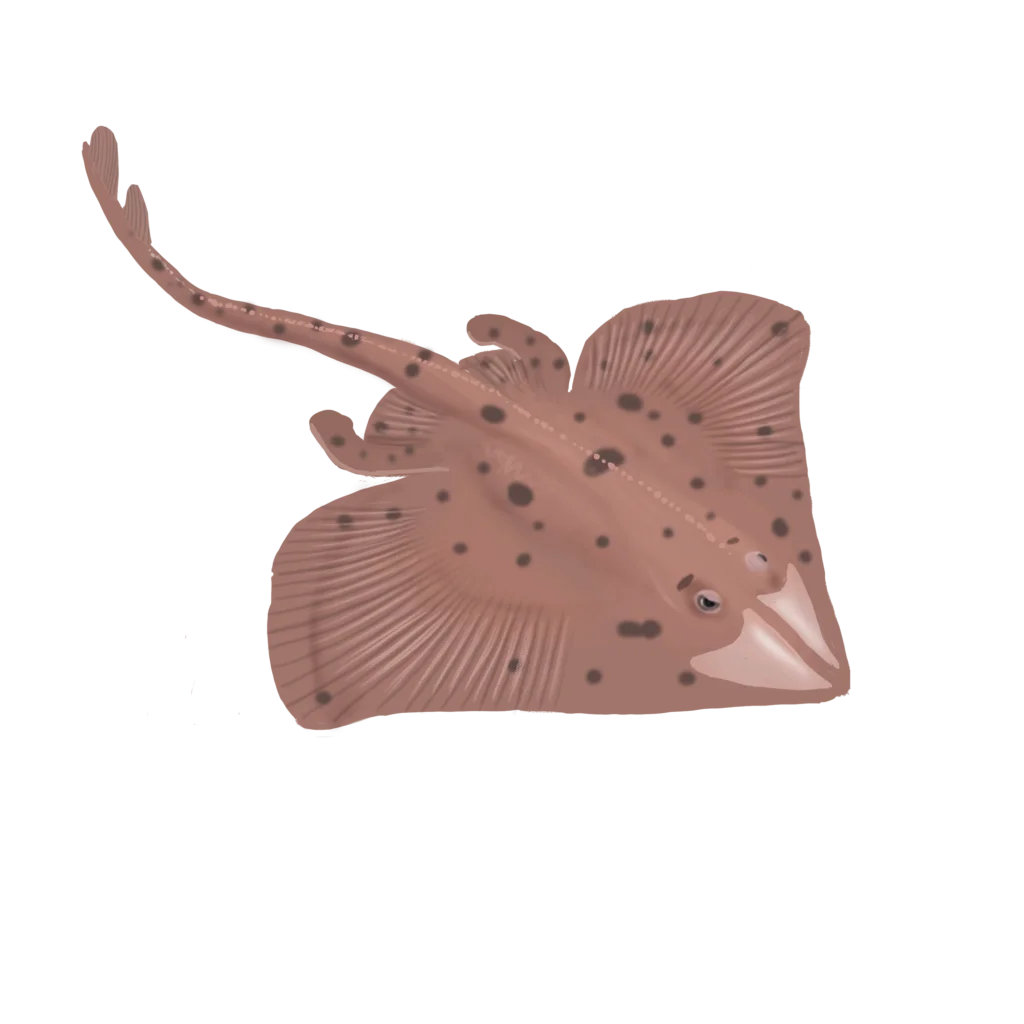 Colour illustration of a smooth skate.