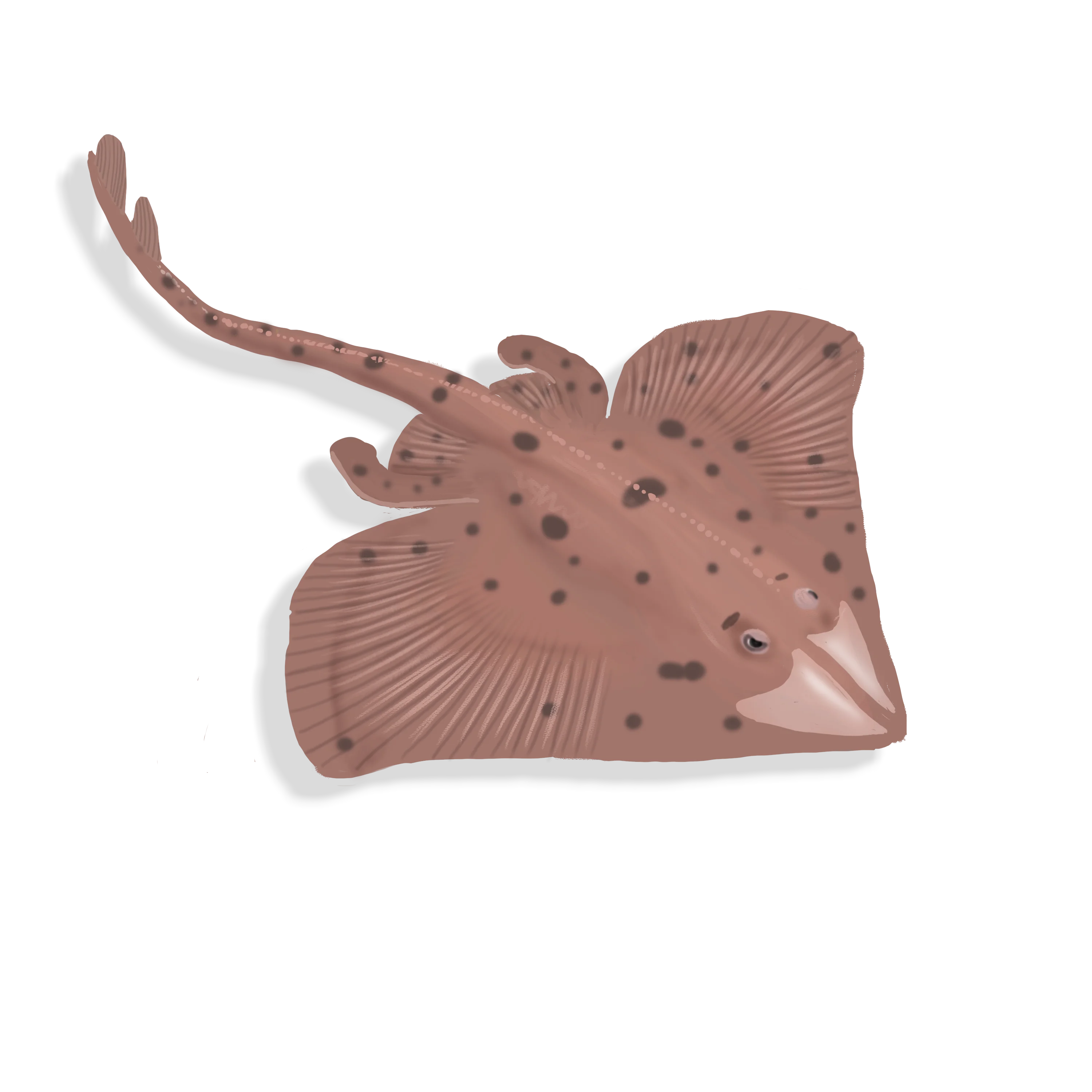 Illustration couleur d'une raie à queue de velours.