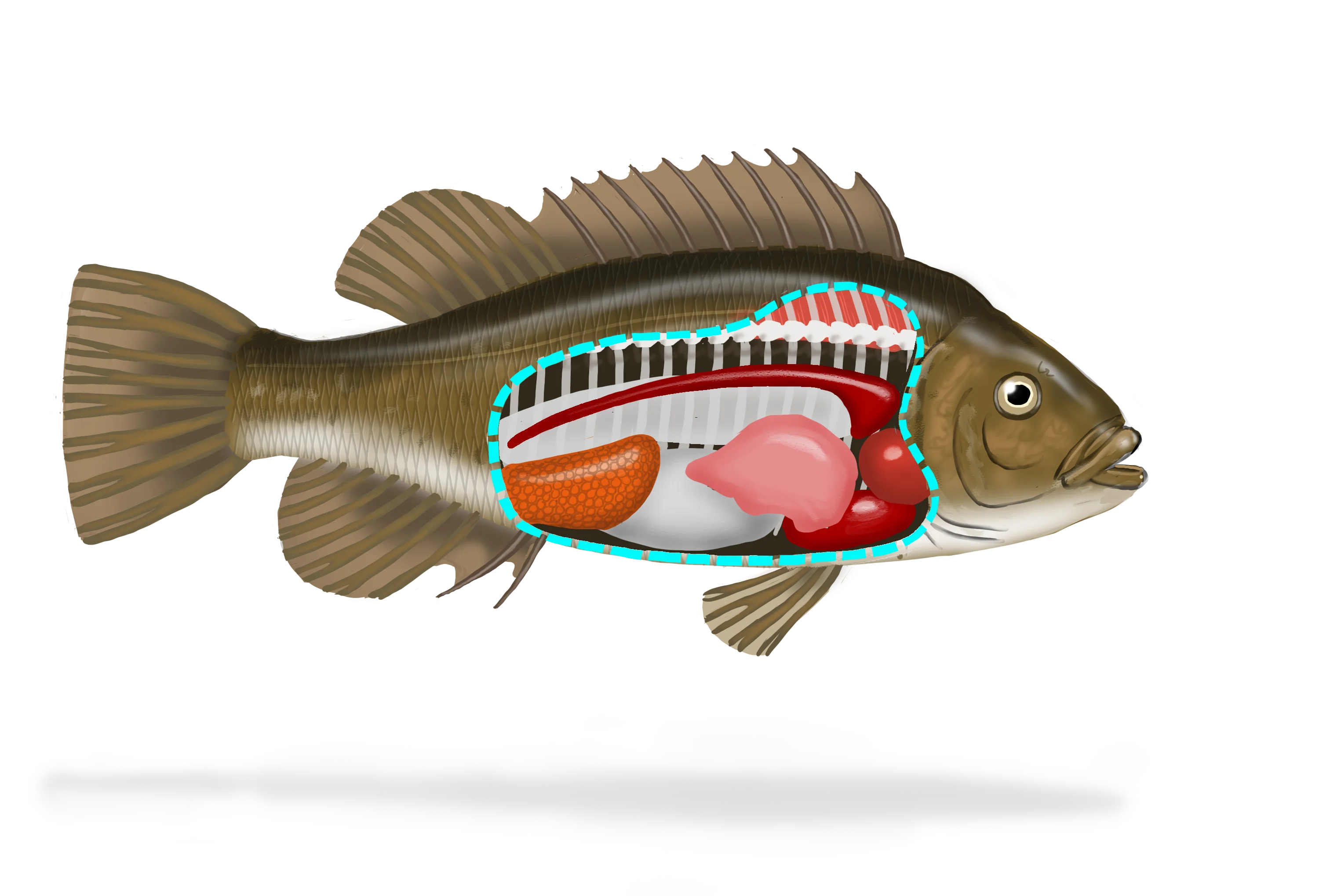 Illustration of a fish. Its internal organs can be seen schematically through its flank.