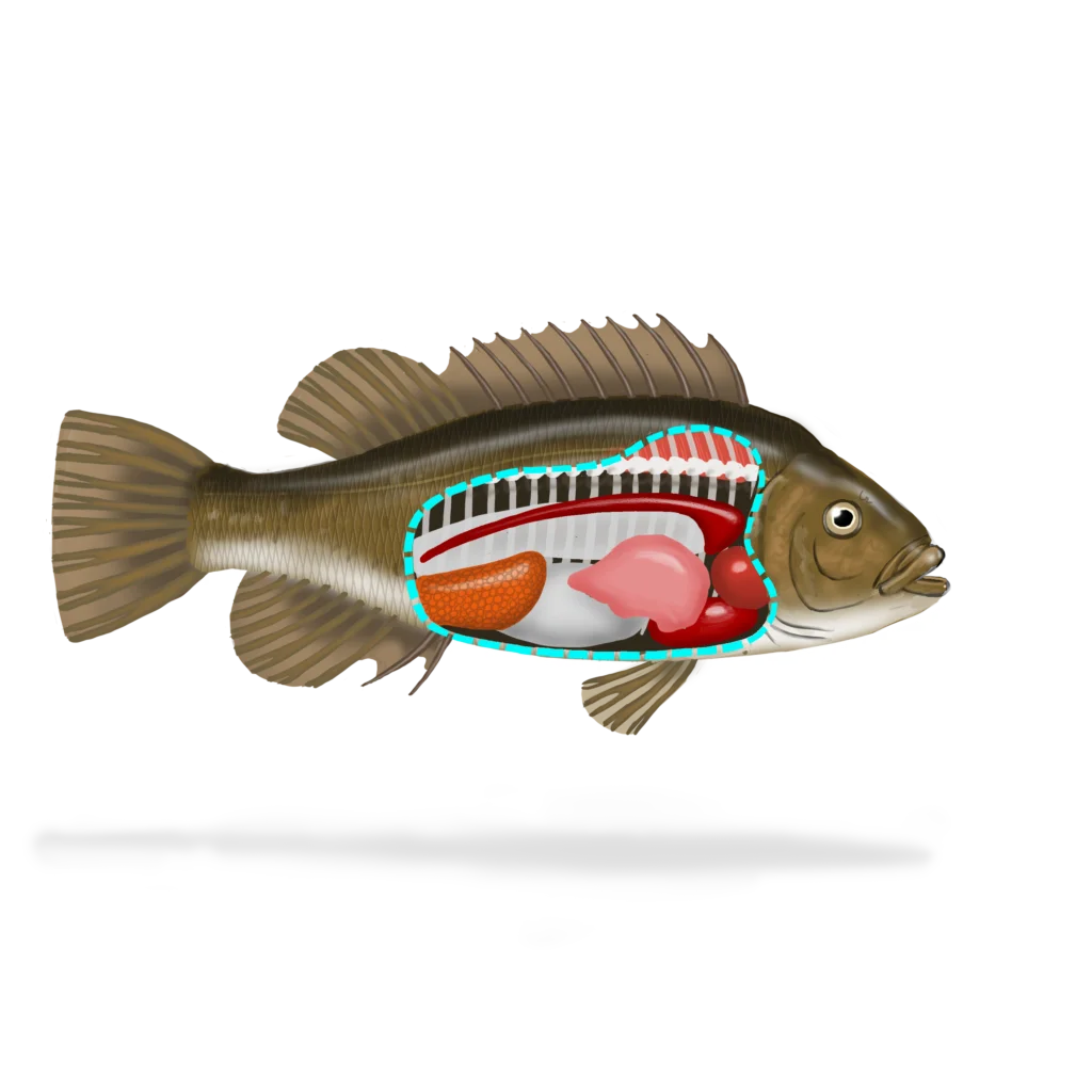 Illustration of a fish. Its internal organs can be seen schematically through its flank.
