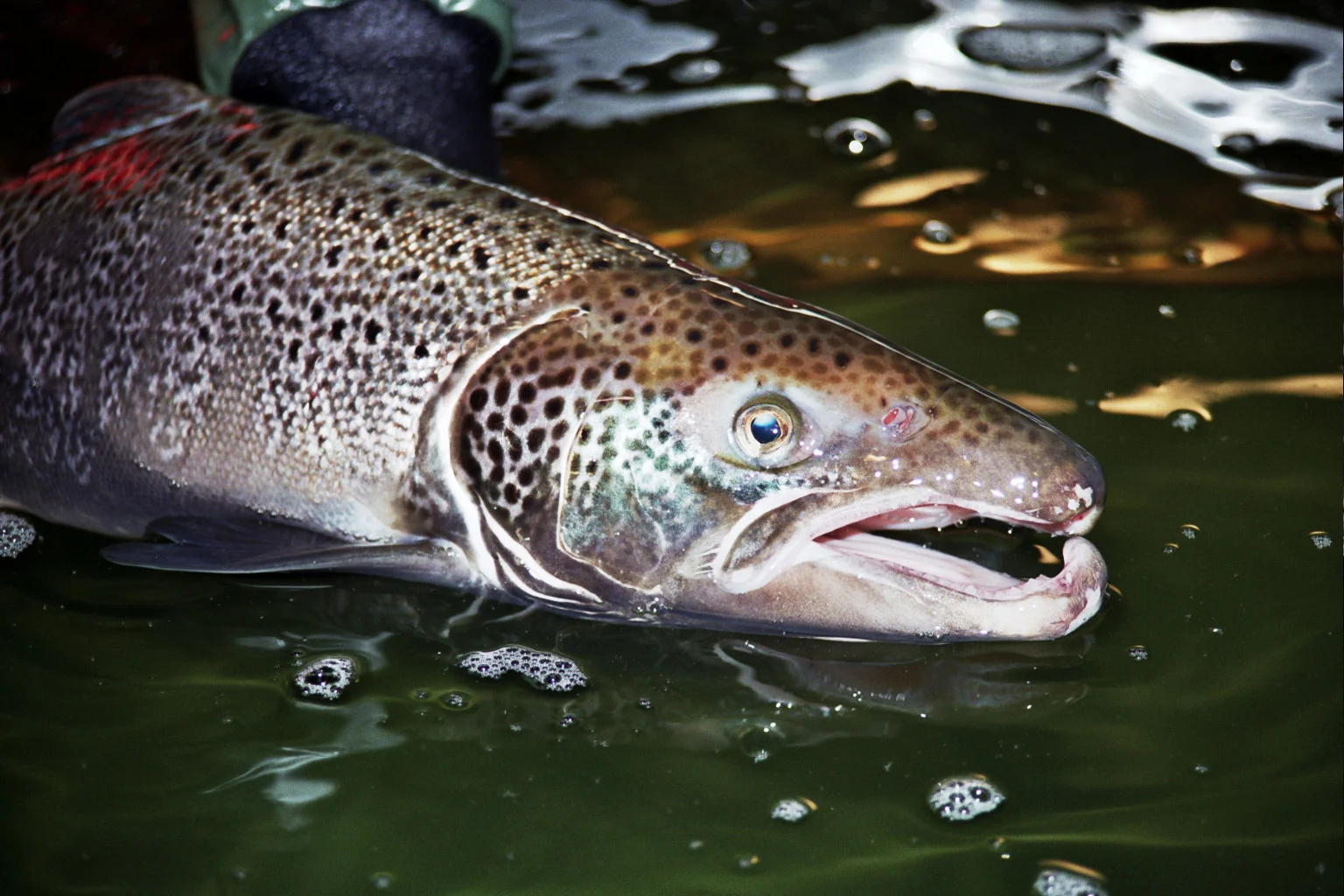 Photograph of a salmon’s head just above the water, with the tip of its nose hooked.