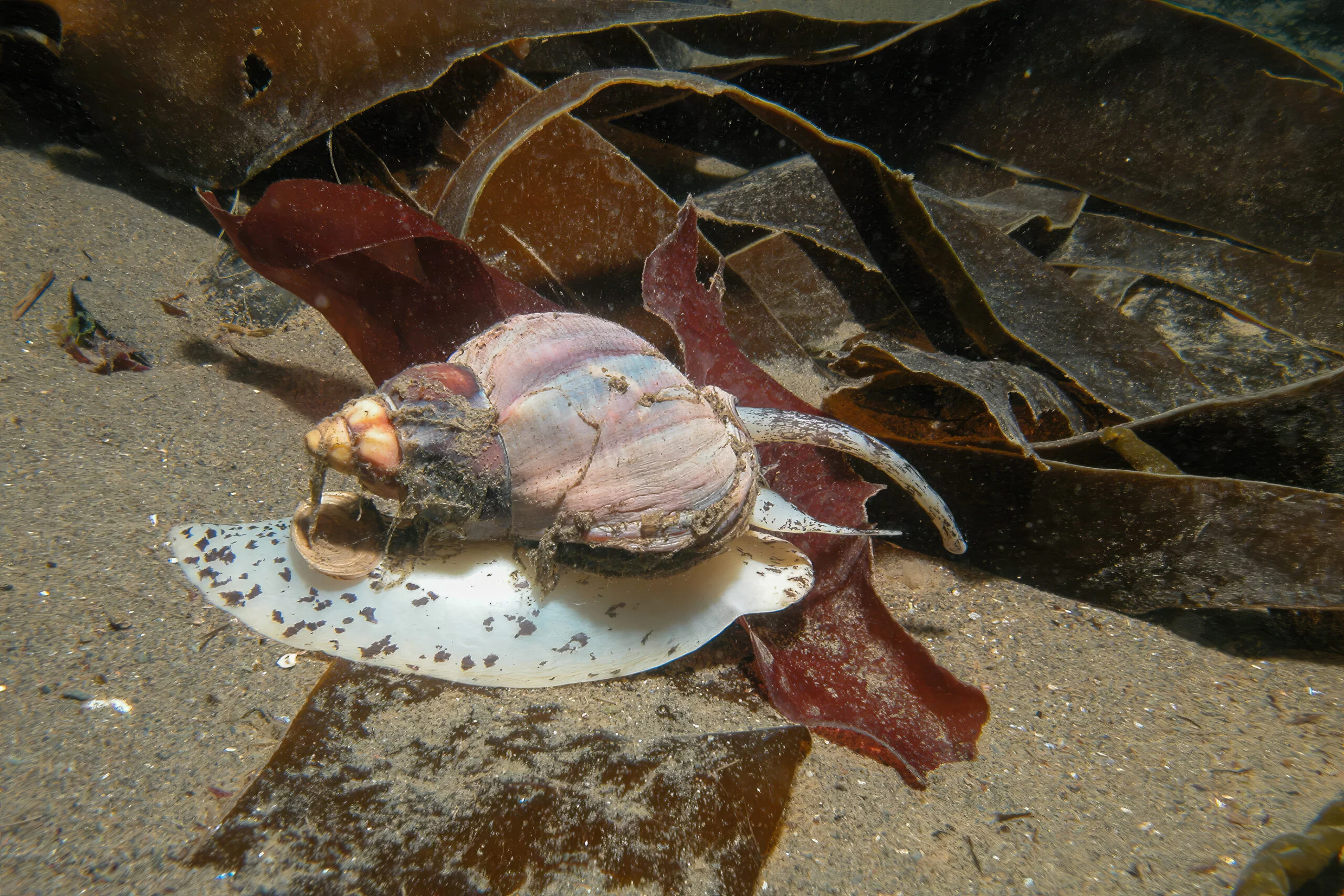 Photographie couleur d'un buccin commun sur un fond de sable et d'algues.