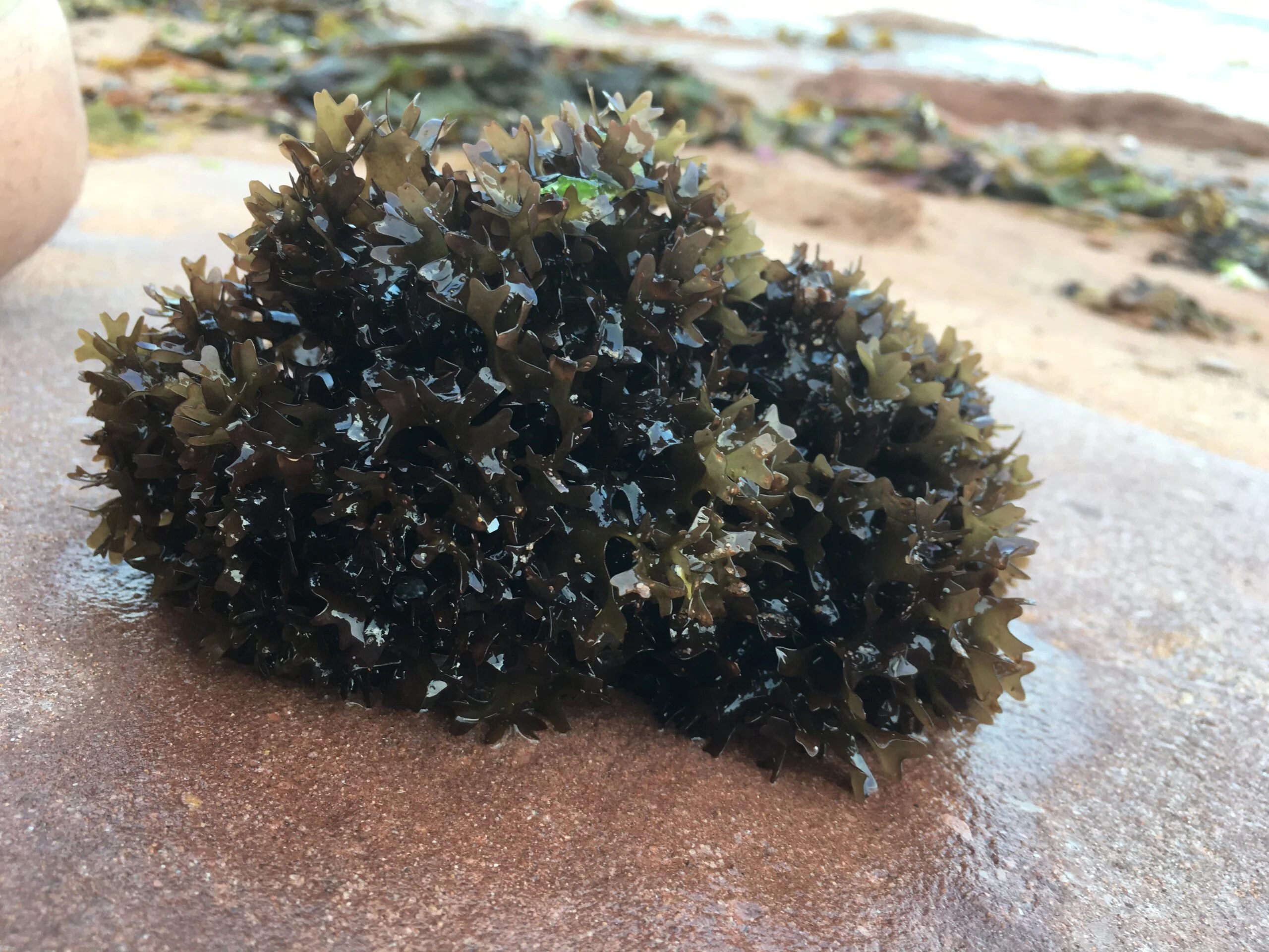 Photographie d'une algue verte foncée sur un rocher, hors de l'eau.