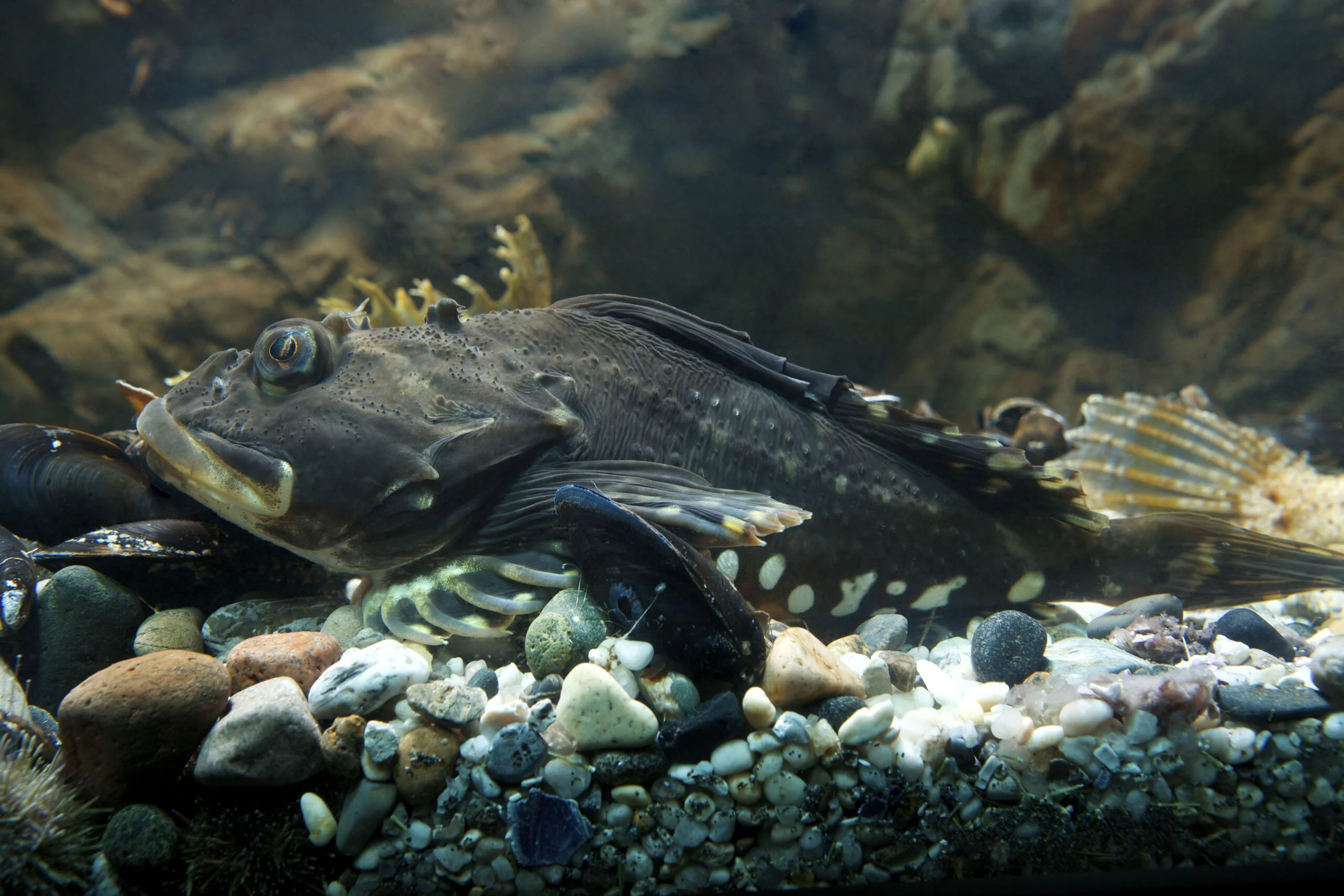 Photograph of a sculpin over a pebble bed.