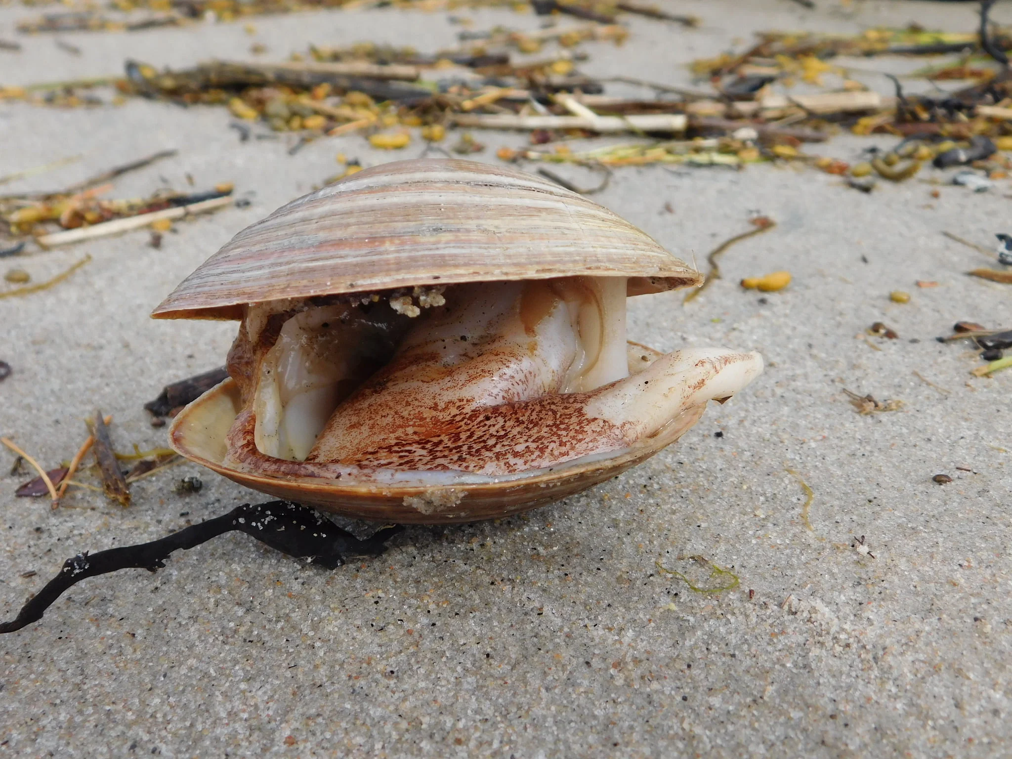 Photograph of a half-open Greenland cockle on a sandy floor.