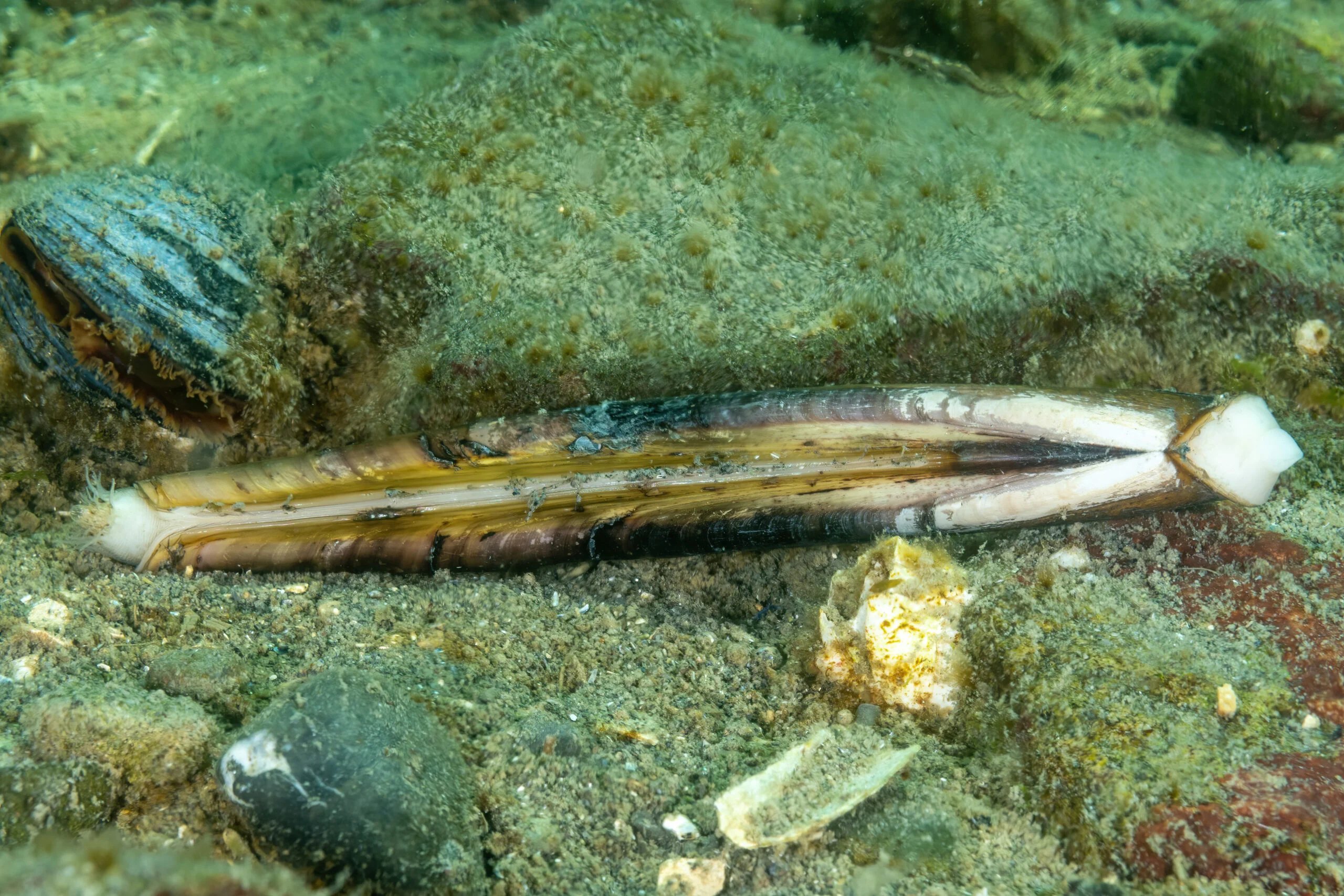 Photograph of an Atlantic razor clam on a sandy, rocky background.