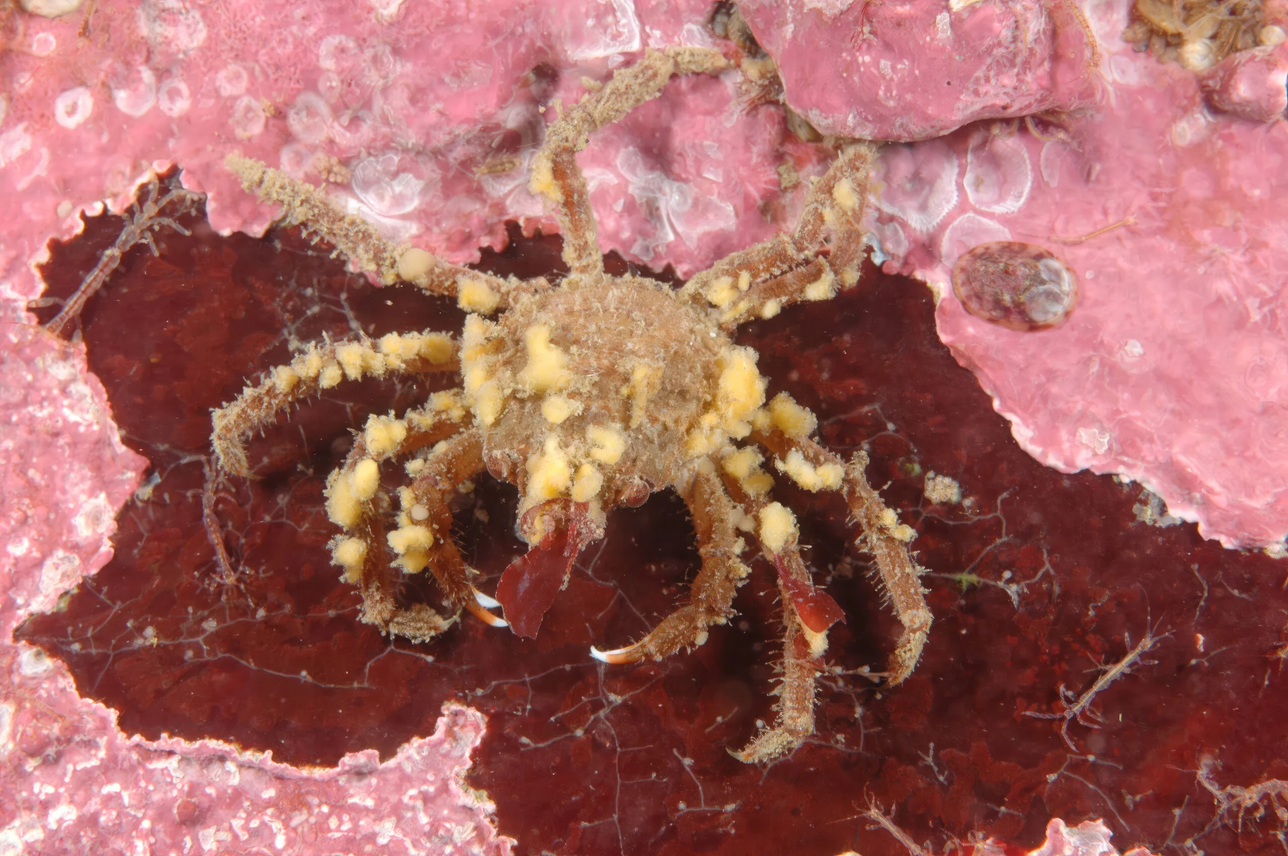 Photograph of a juvenile toad crab.