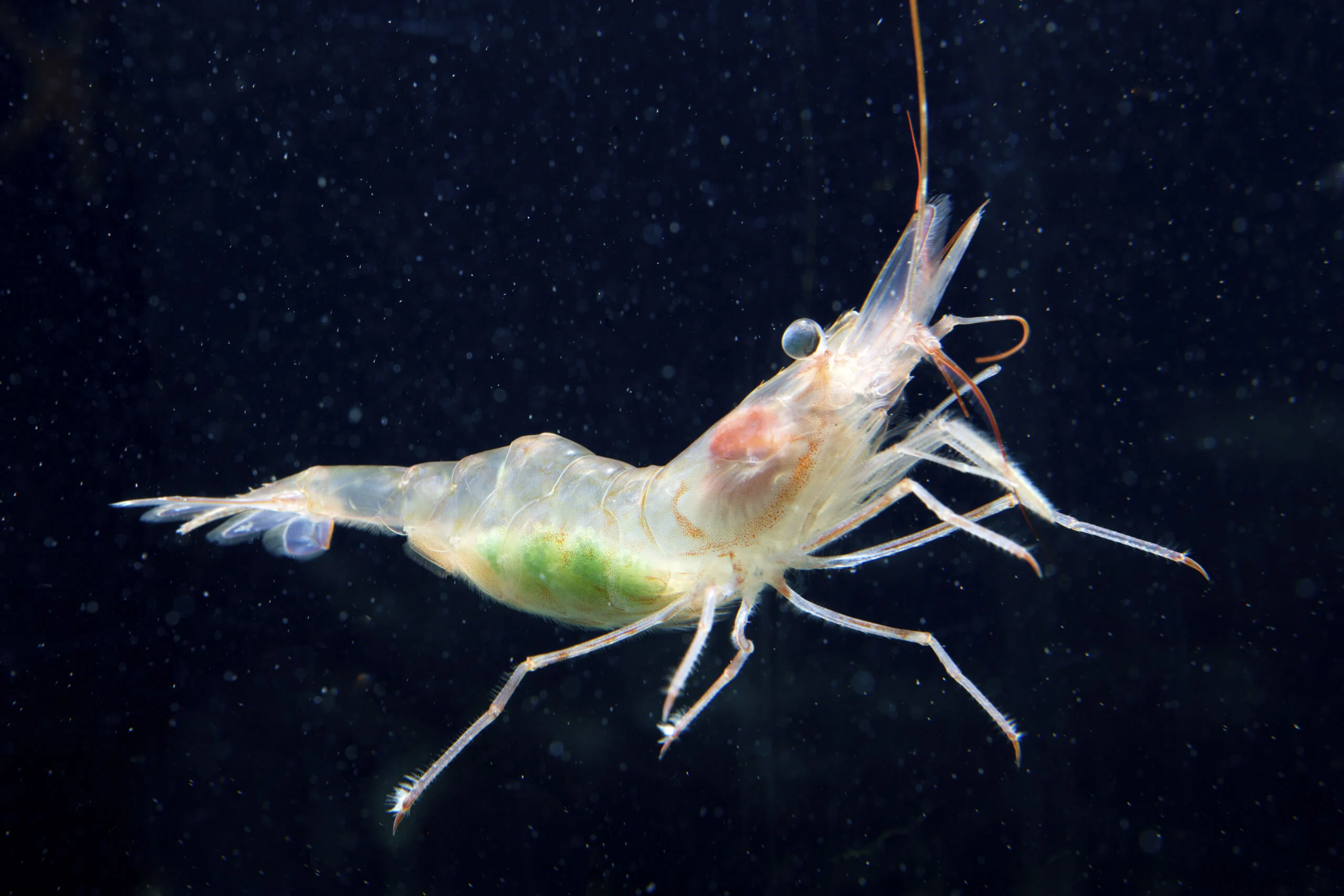 Colour photograph of a northern shrimp.