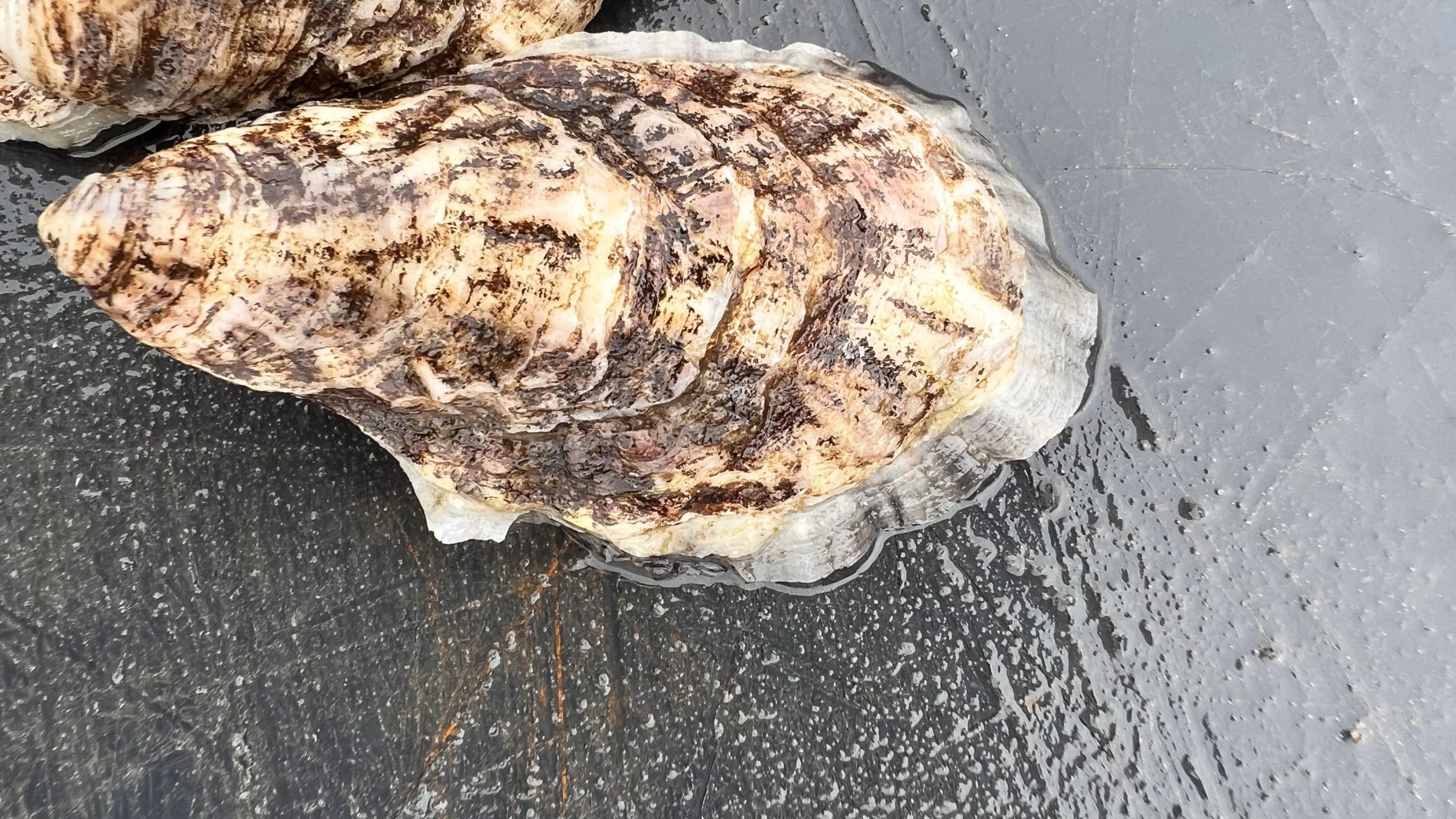 Photograph of an oyster with its newest slightly translucent shell.