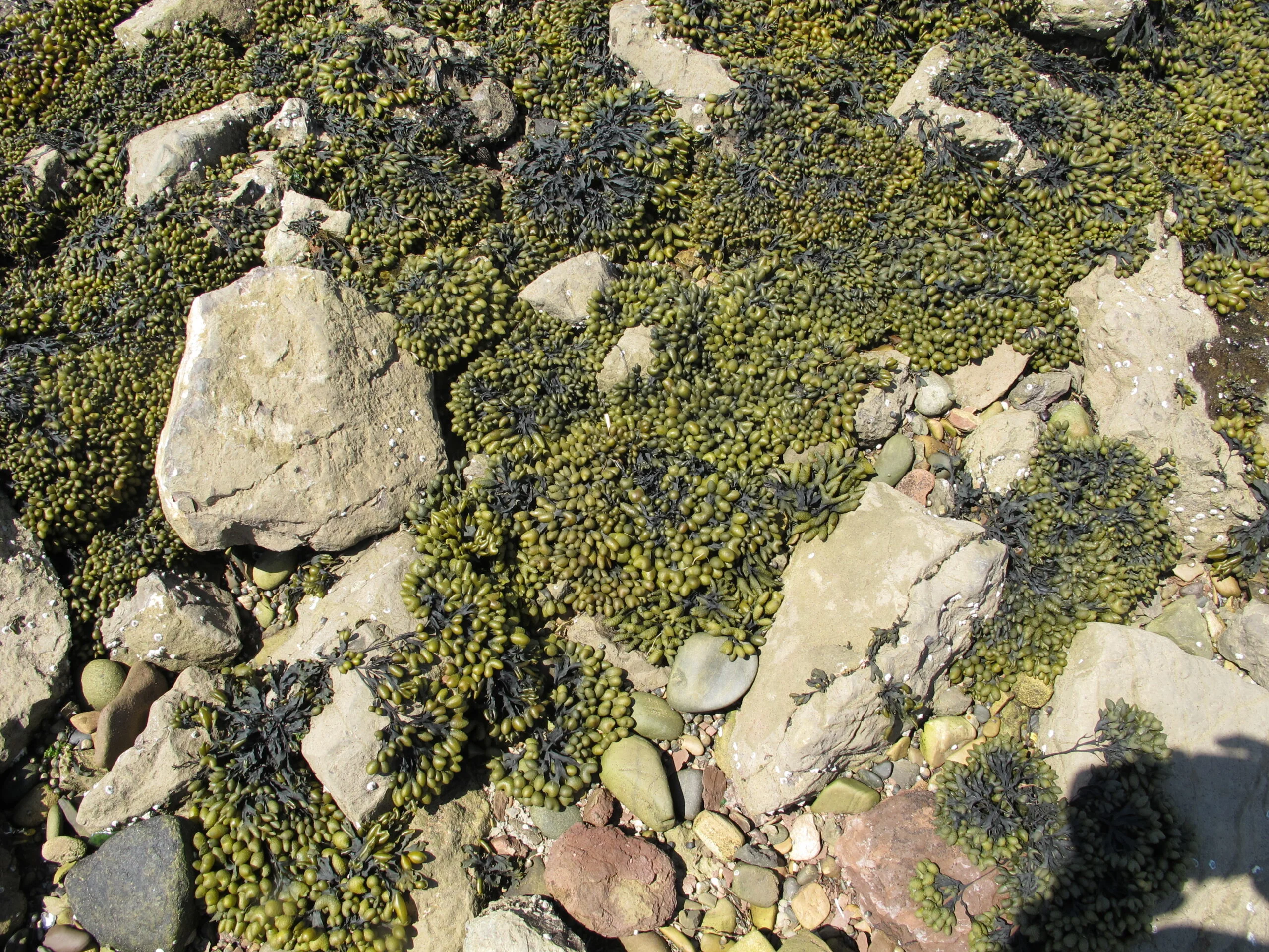Photograph of rockweeds out of the water on rocks.