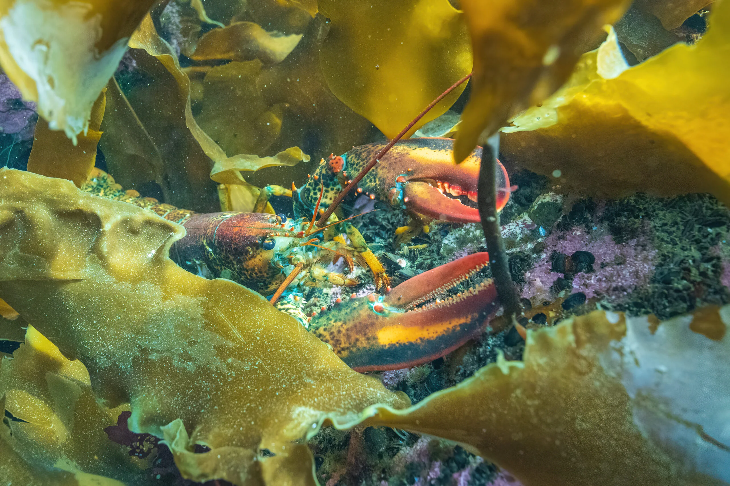 Photographie couleur d'un homard américain au milieu de laminaire sucrée.