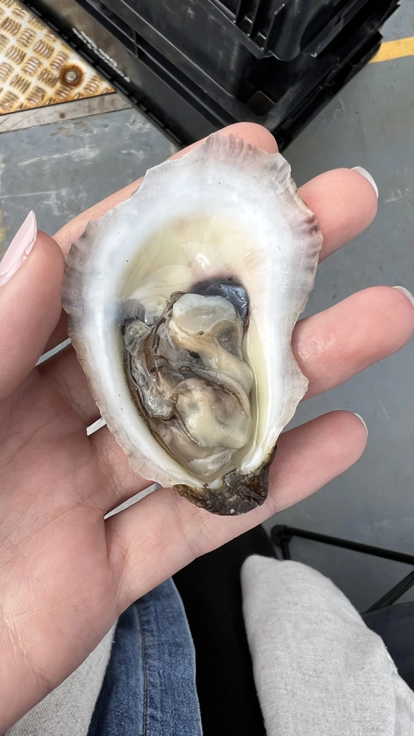 Photograph of an open oyster.