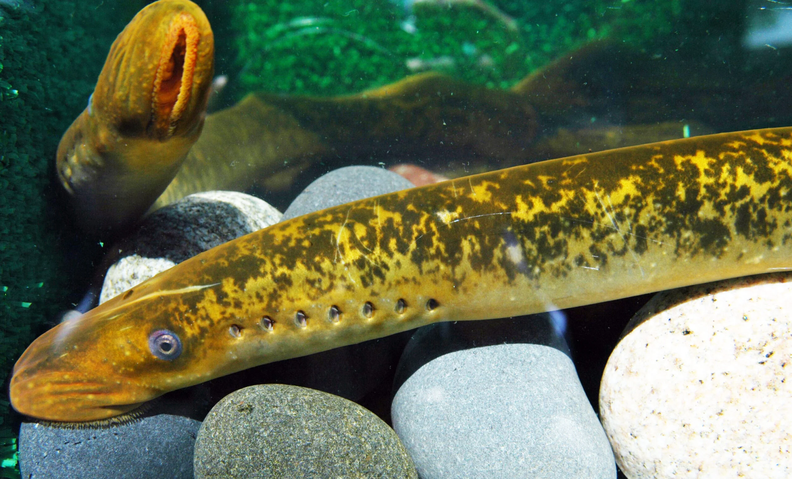 Underwater photograph of a sea lamprey on pebbles.