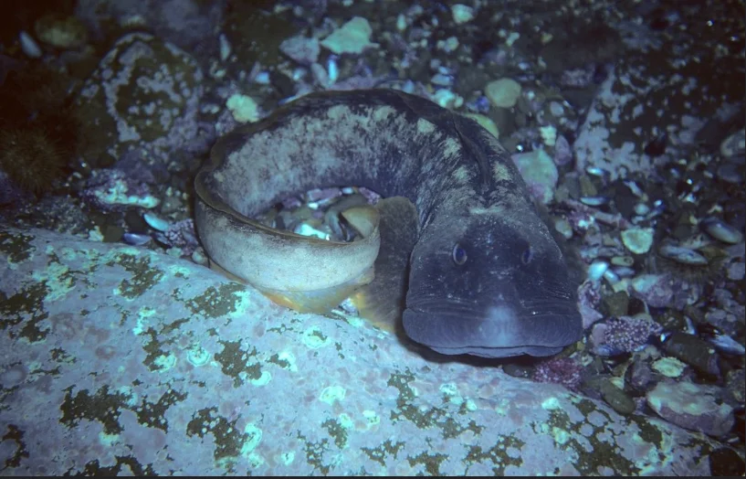 Underwater photograph of a pout on a seabed.