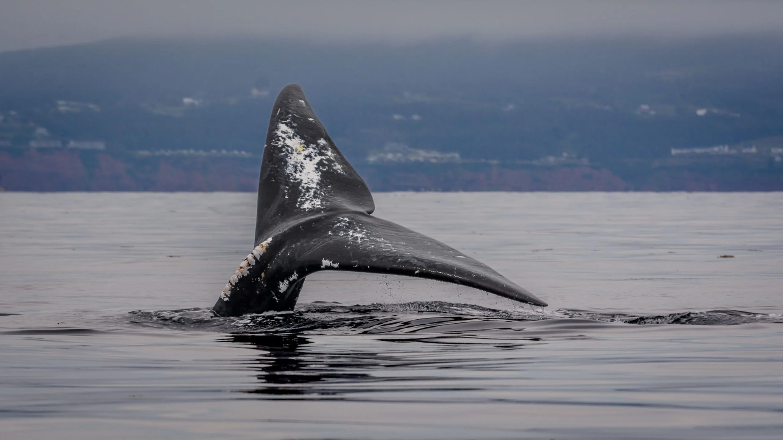 Photo of a North Atlantic right whale's tail out of water.