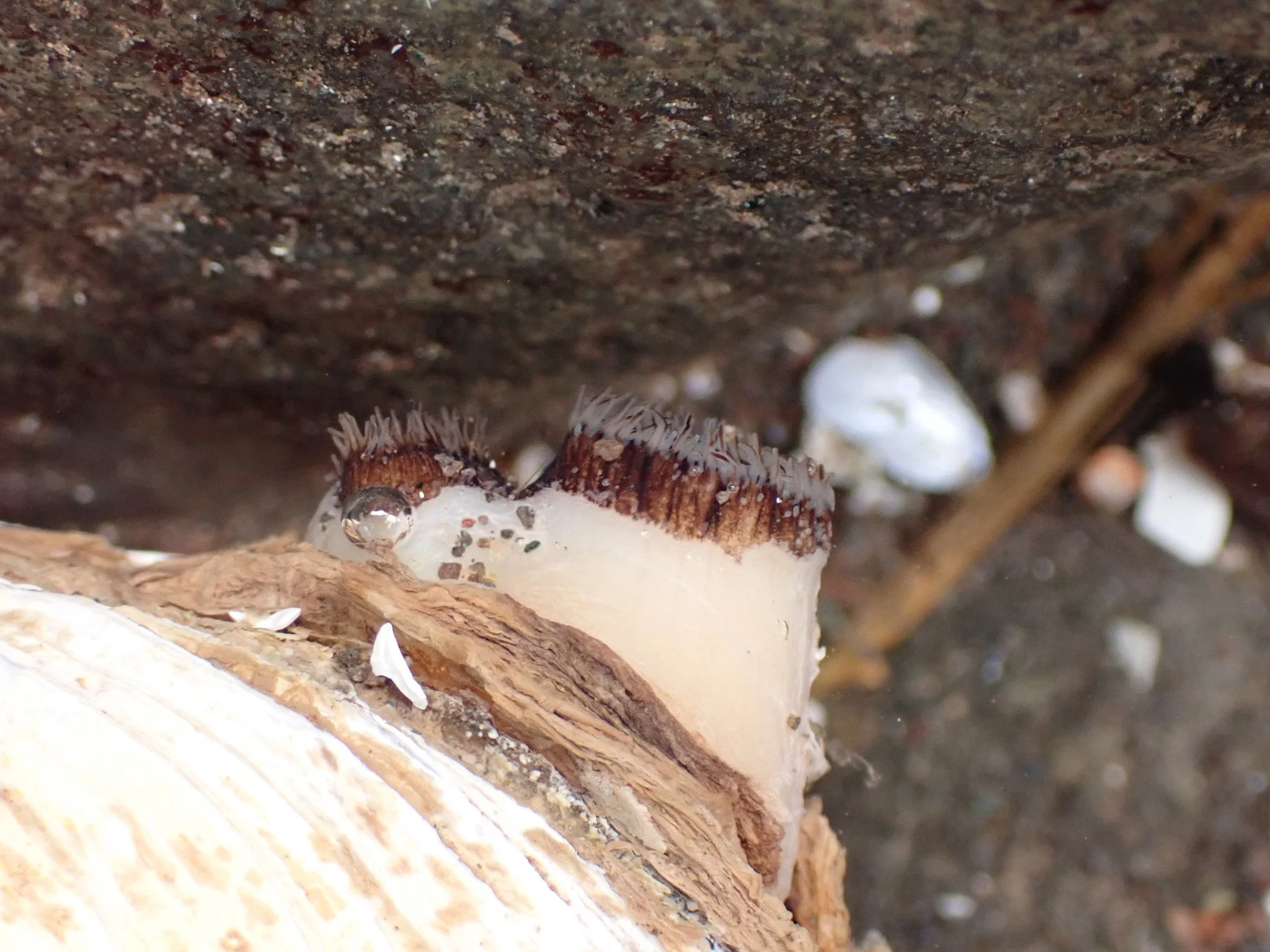 Close-up photograph of a mollusc siphon.