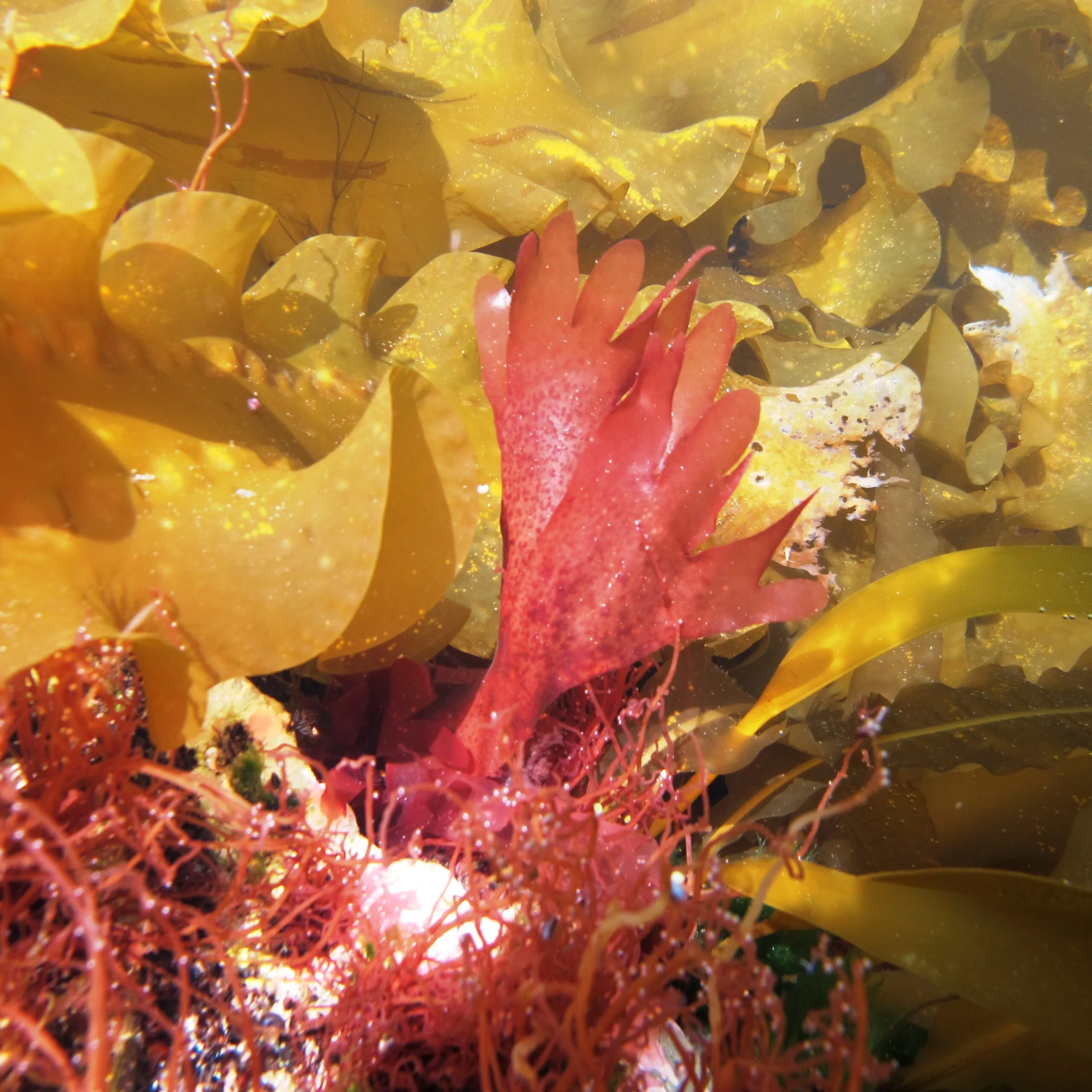 Underwater photograph of a dulse.
