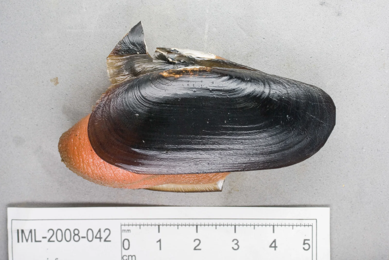Photographie d'un pitot hors de l'eau, dont le muscle ressort et la coquilles et brisée. Une règle en-dessous indique une taille de 5 cm.