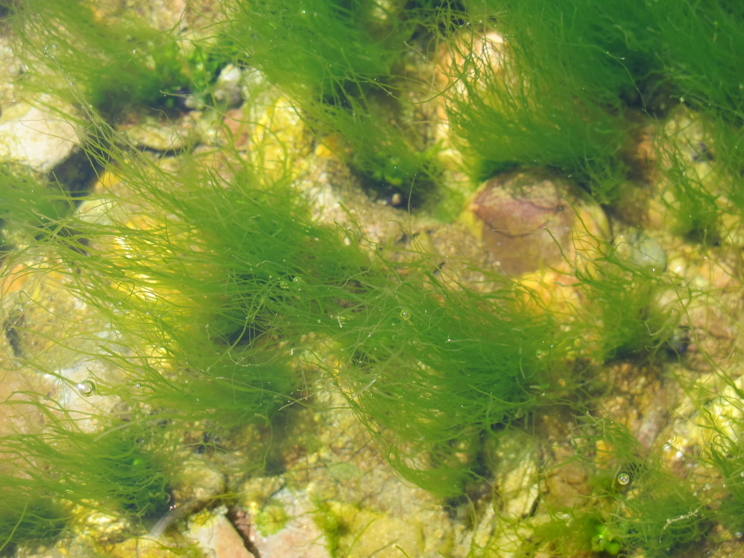 Photograph of gutweed on a rocky bottom.