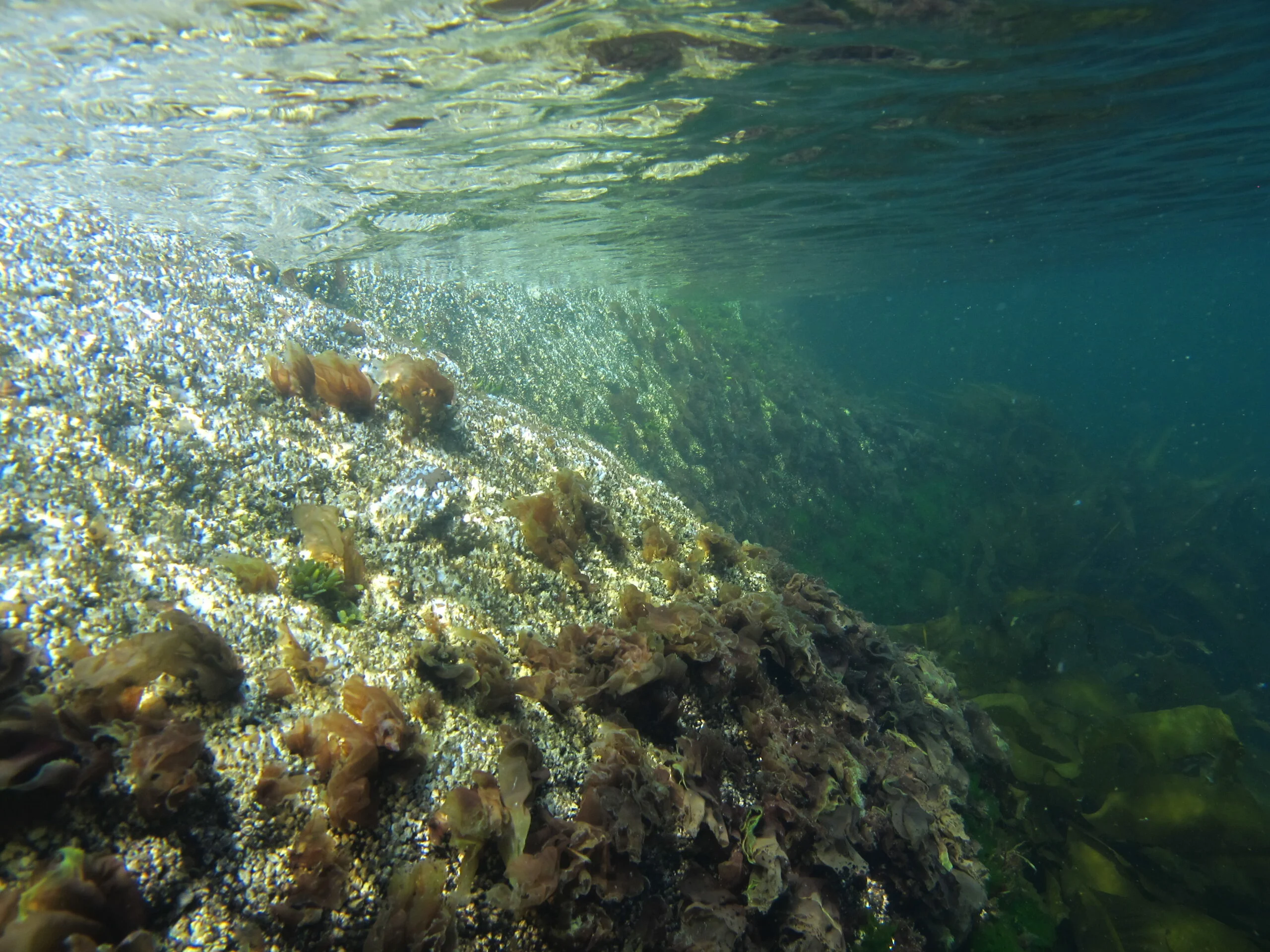 Underwater photograph of nori scattered on a rock.