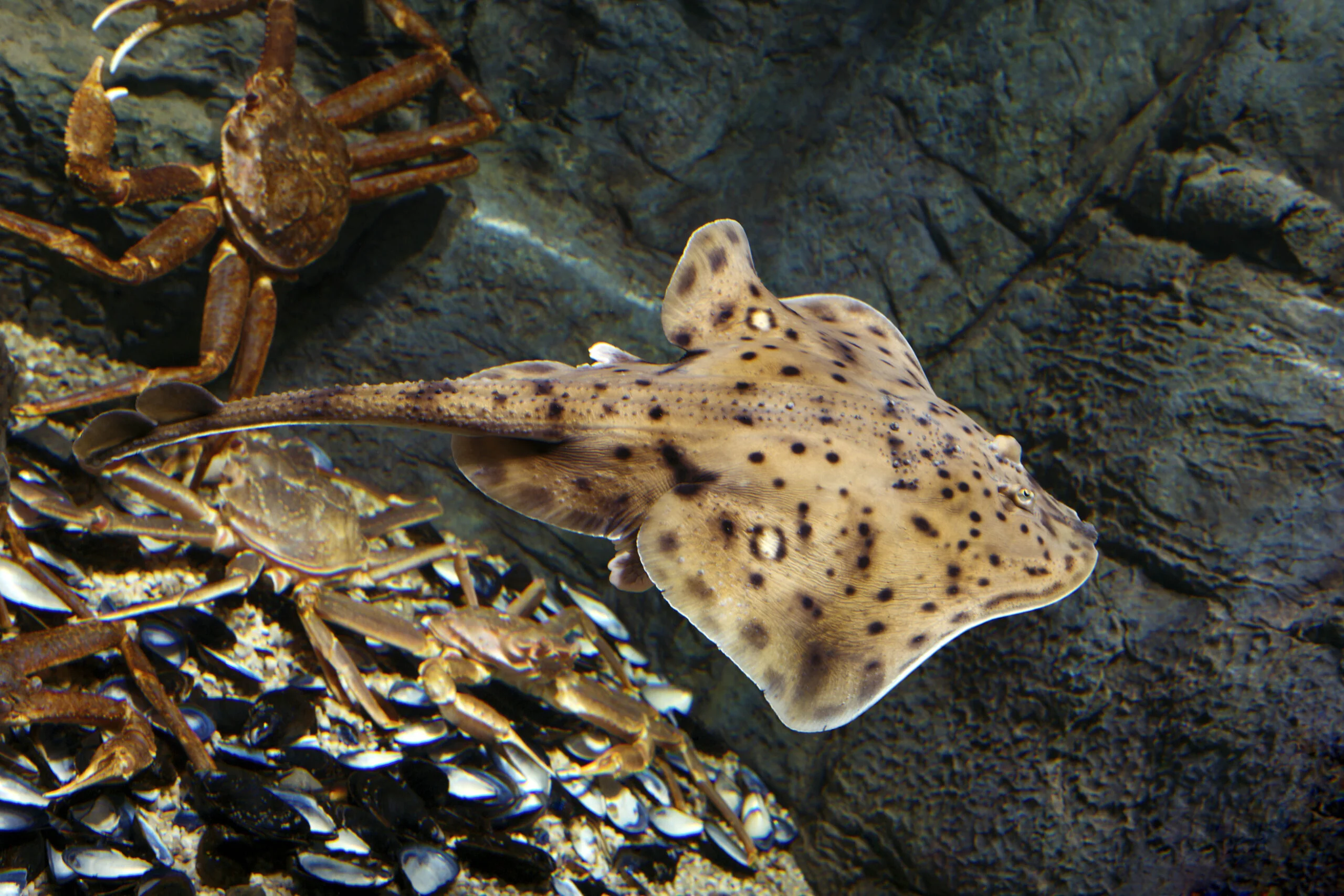 Photograph of a winter skate swimming among snow crabs