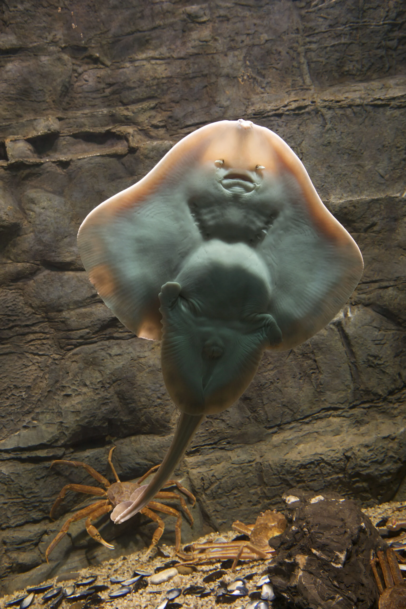 Photograph of the belly of a Winter skate.