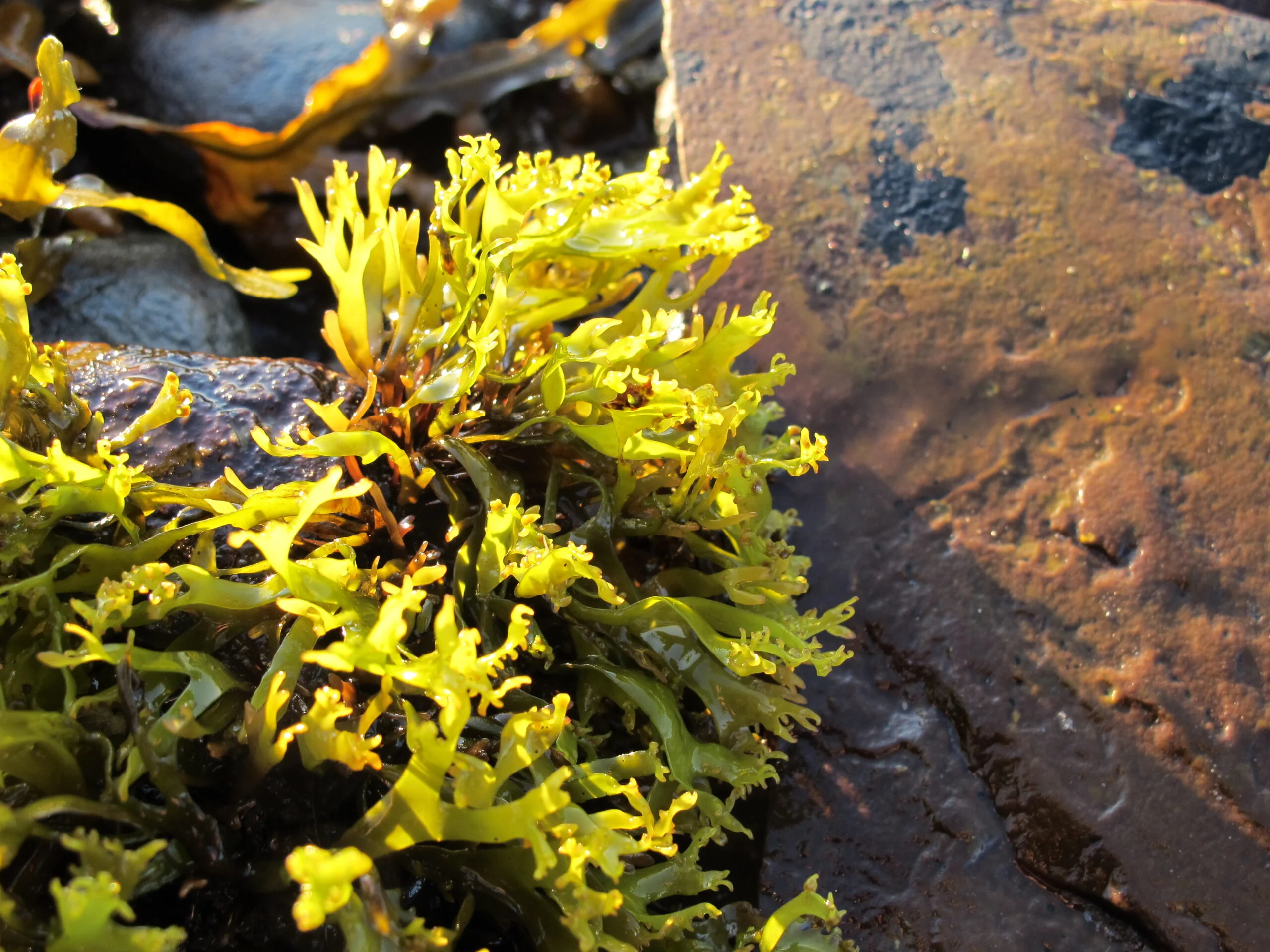 Photographie d'une algue verte claire sur un rocher, hors de l'eau.