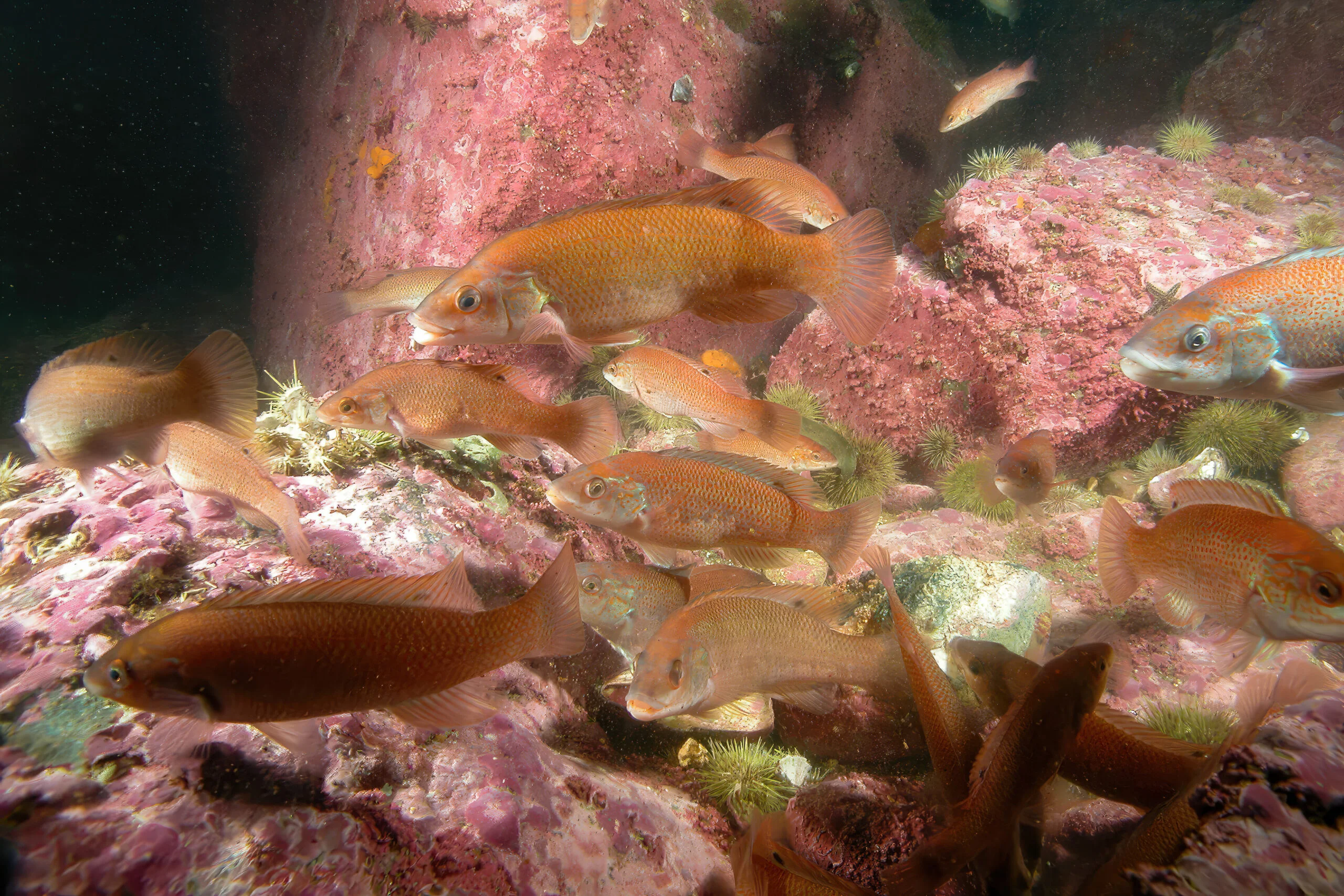 Underwater photograph of a school of cunner.