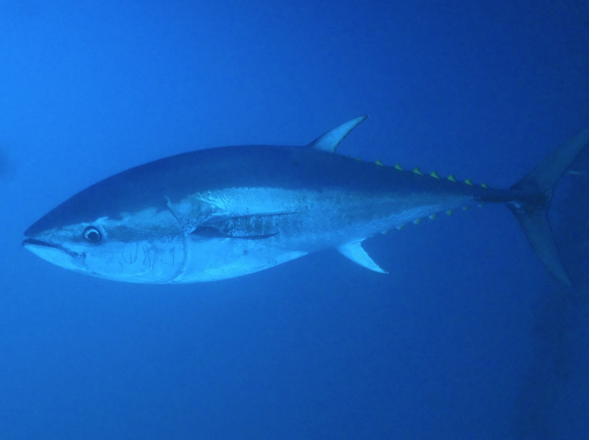 Underwater photograph of an Atlantic bluefin tuna.